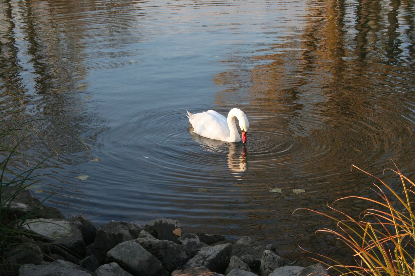 Canon EOS 350D (EOS Digital Rebel XT / EOS Kiss Digital N) sample photo. Swan, floating, rhine photography