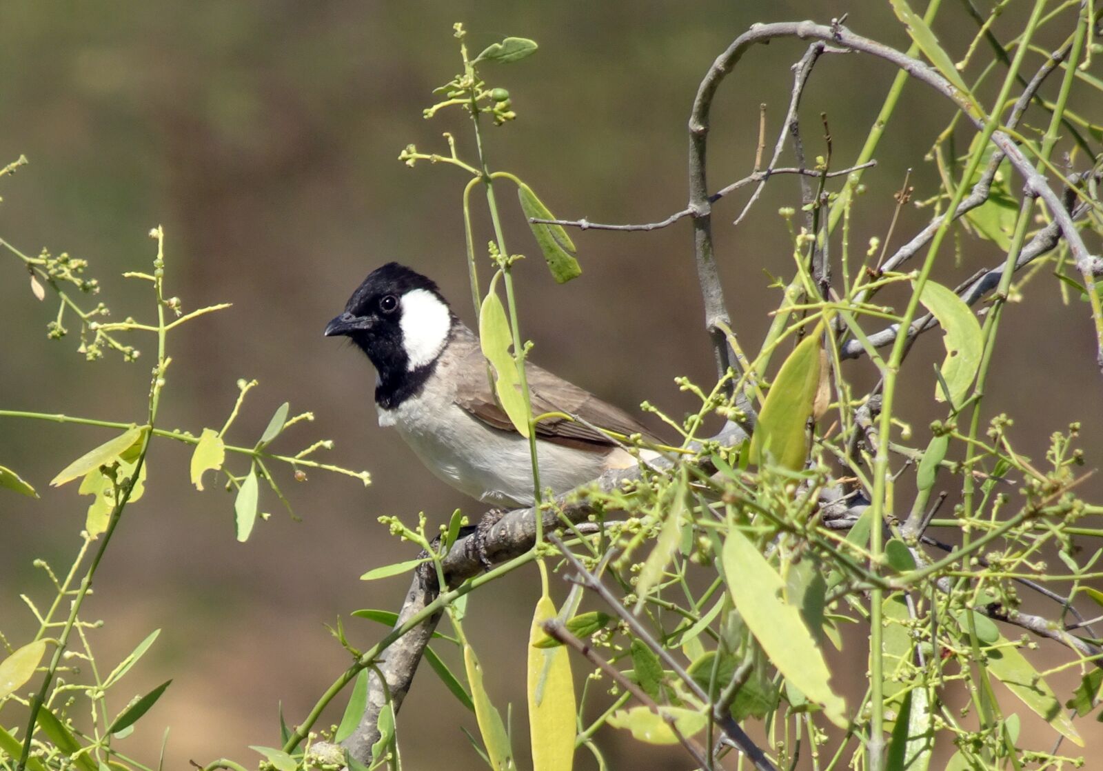 Sony Cyber-shot DSC-HX90V sample photo. Bird, bulbul, white-eared bulbul photography