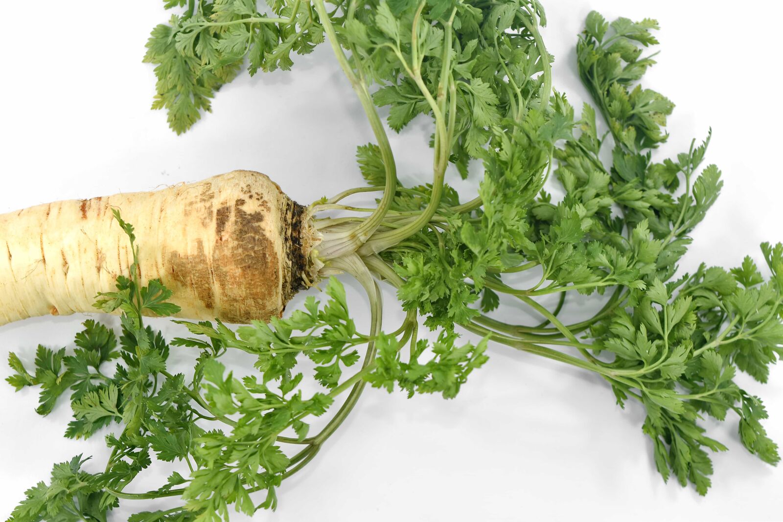 Nikon D5500 sample photo. Antioxidant, aromatic, parsley, root photography