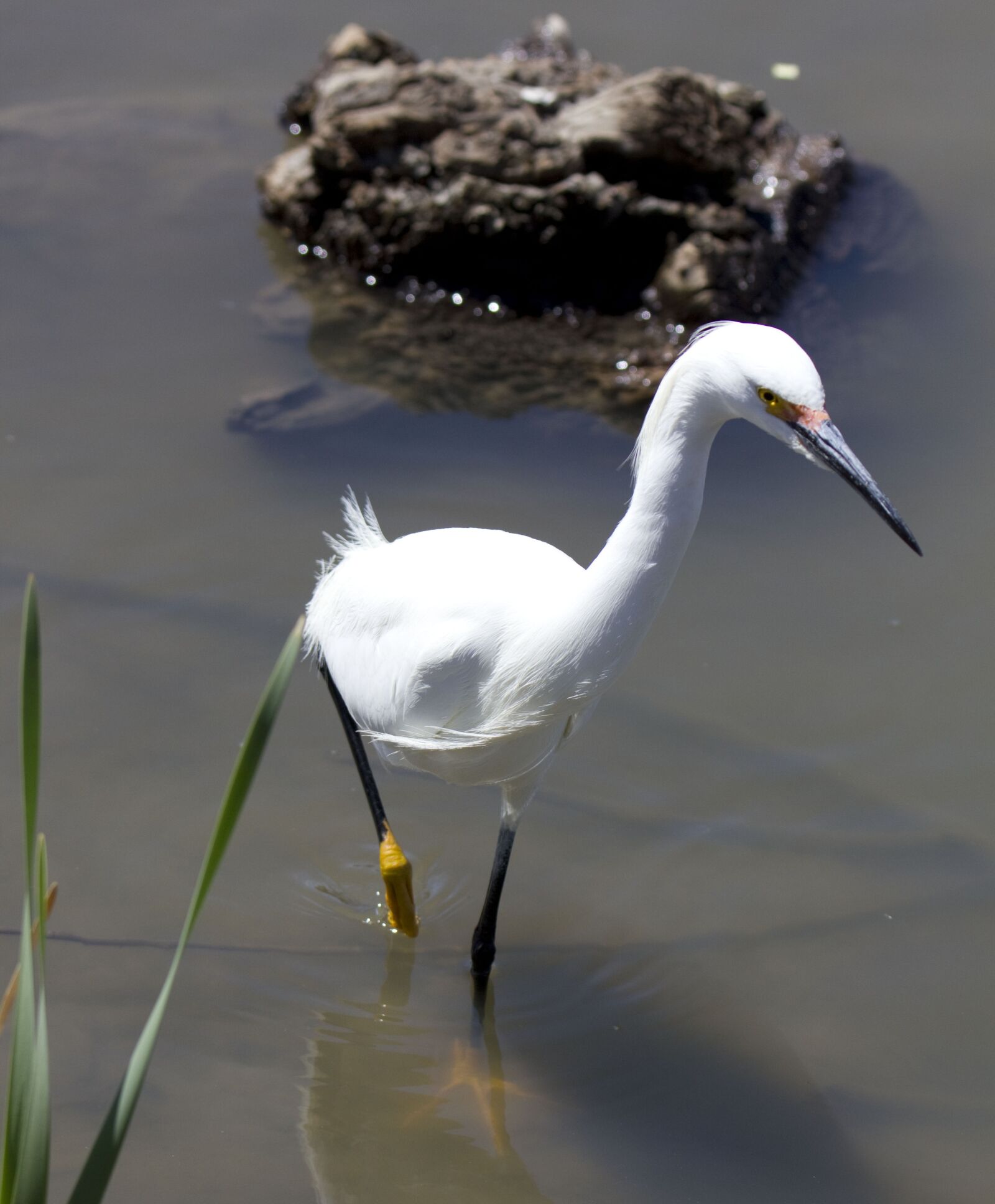 Canon EOS 550D (EOS Rebel T2i / EOS Kiss X4) sample photo. Snowy, egret, white photography