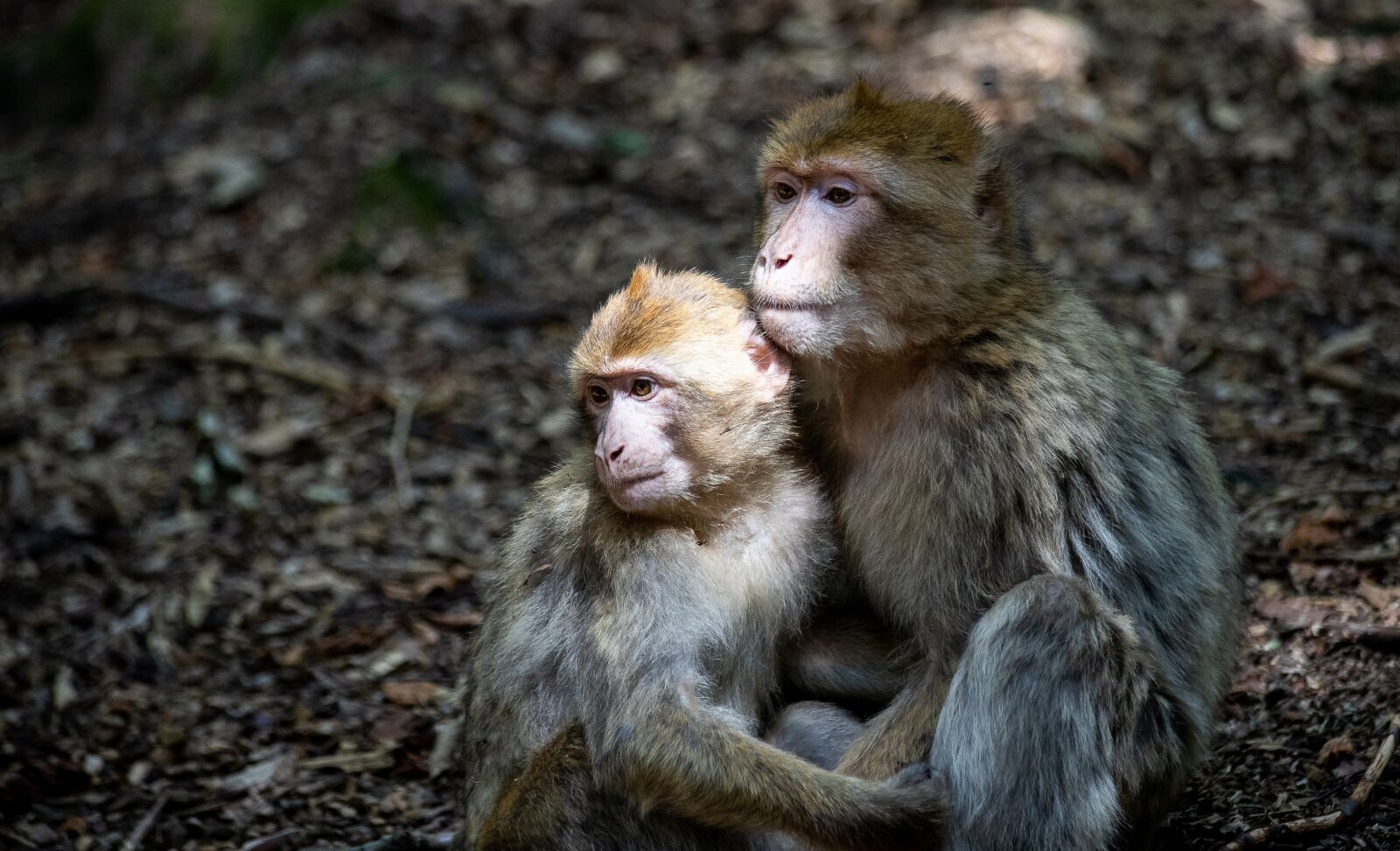 Canon EF 70-300mm F4-5.6 IS USM sample photo. Barbary ape, ape, primate photography