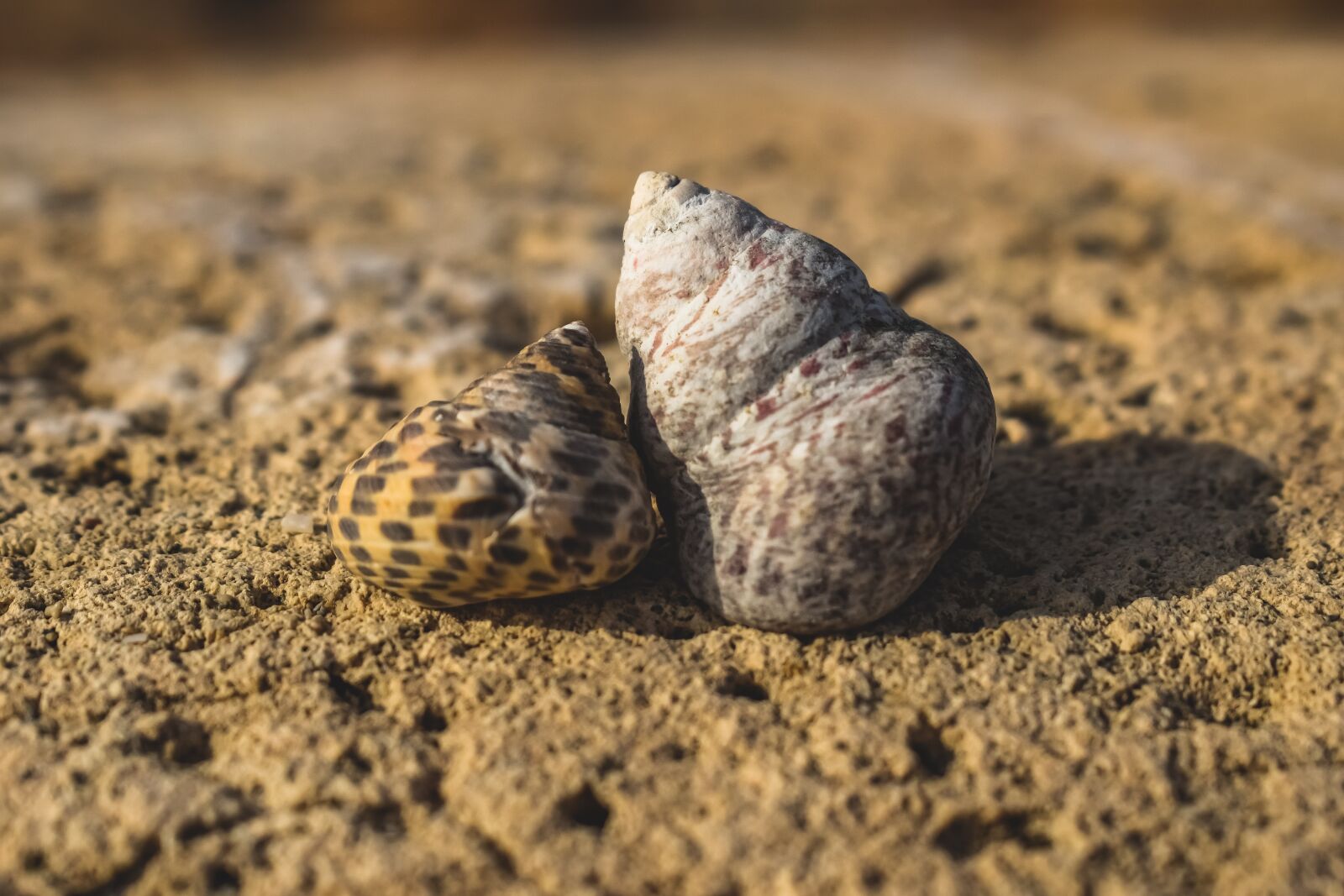 Nikon D3300 sample photo. Shells, nature, beach photography