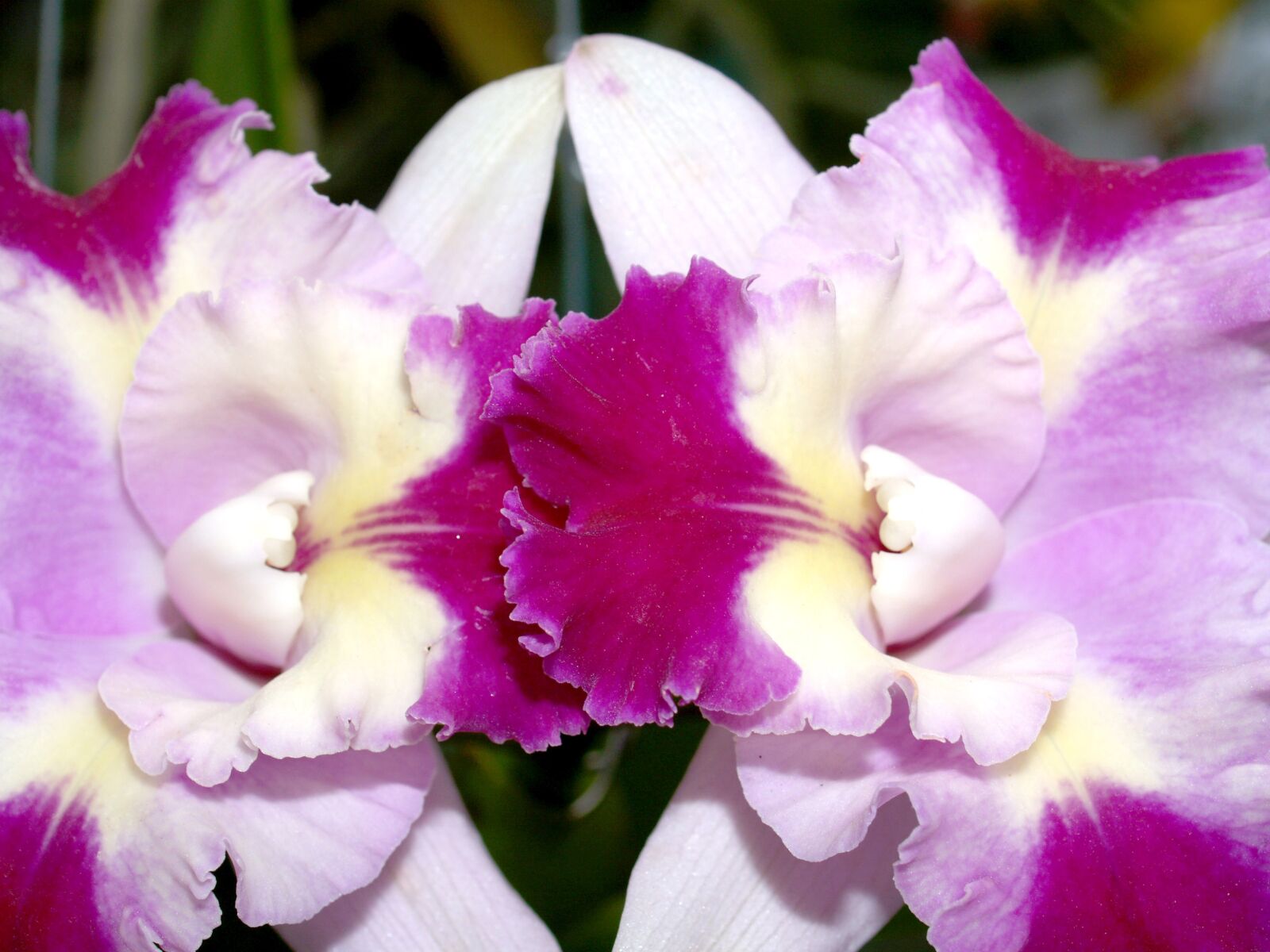 Olympus E-300 (EVOLT E-300) sample photo. Orchid, flower, bright photography