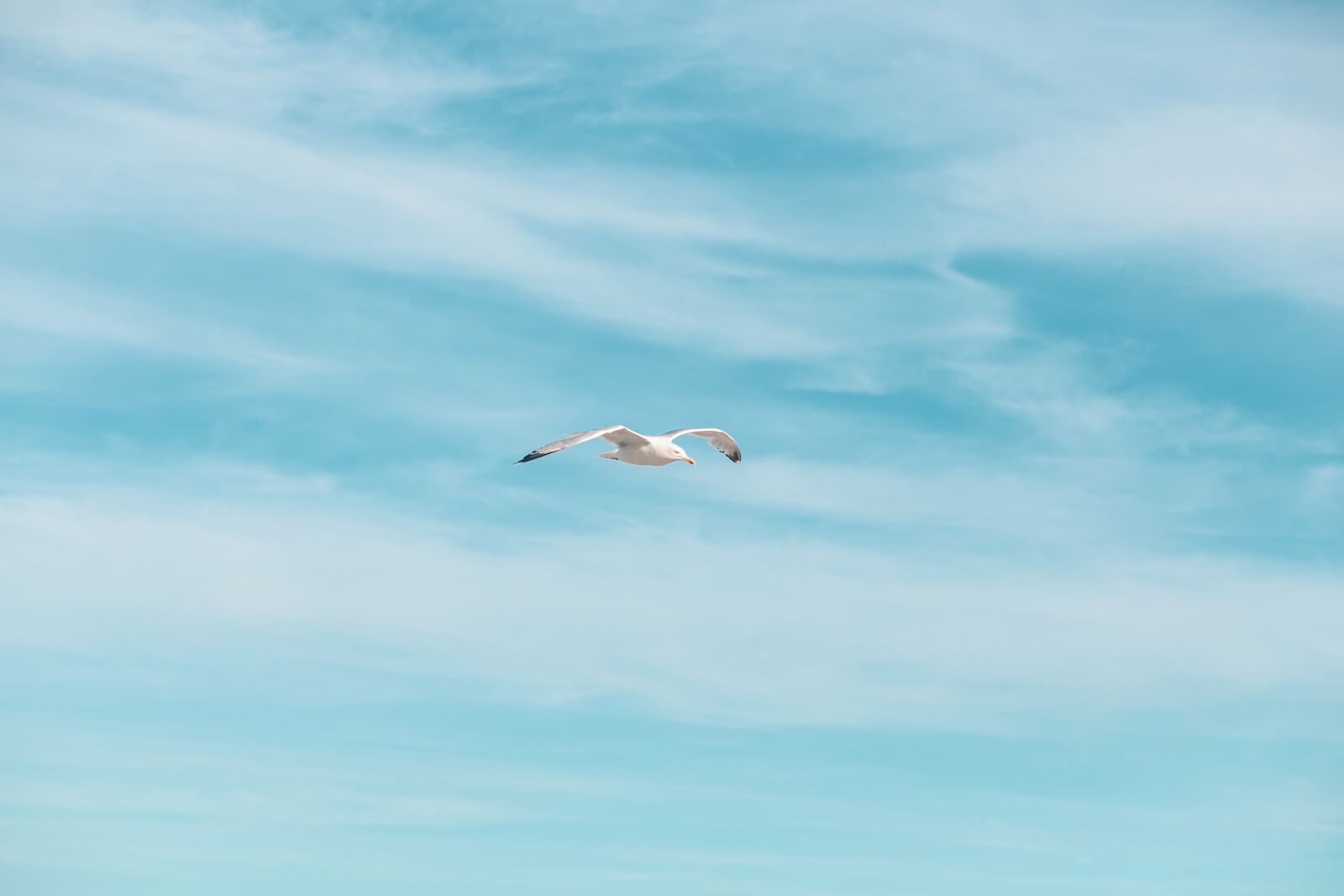 Canon EOS 6D + Canon EF 85mm F1.8 USM sample photo. Seagull, fly, spread photography