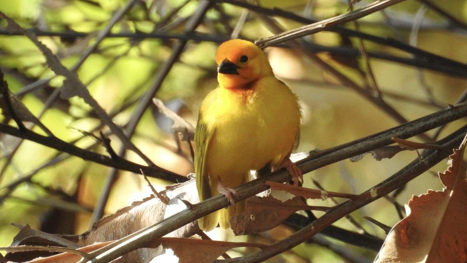 Nikon Coolpix P900 sample photo. Bird, nature, fauna photography