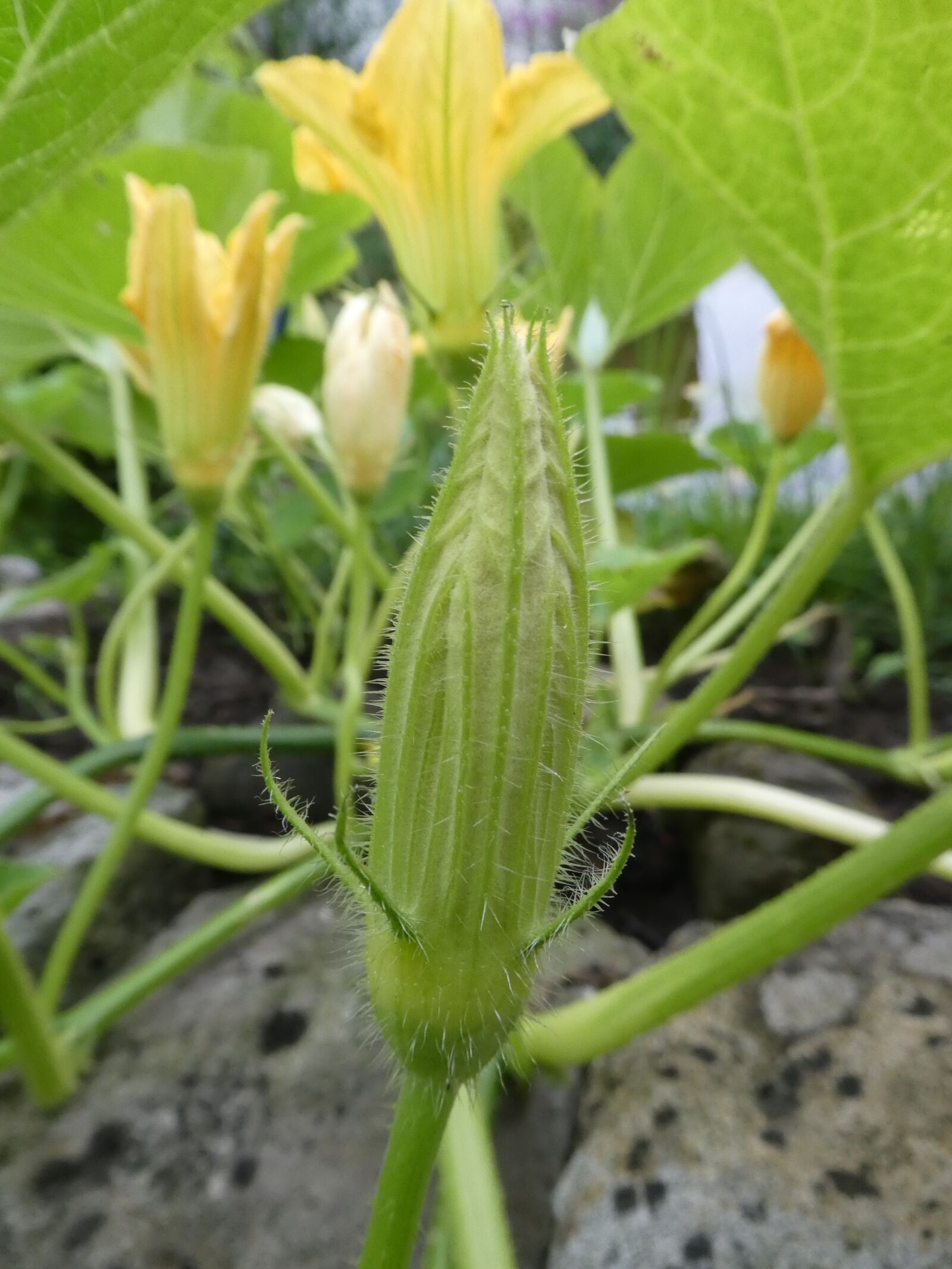 Panasonic DMC-TZ81 sample photo. Pumpkin, bud, close up photography