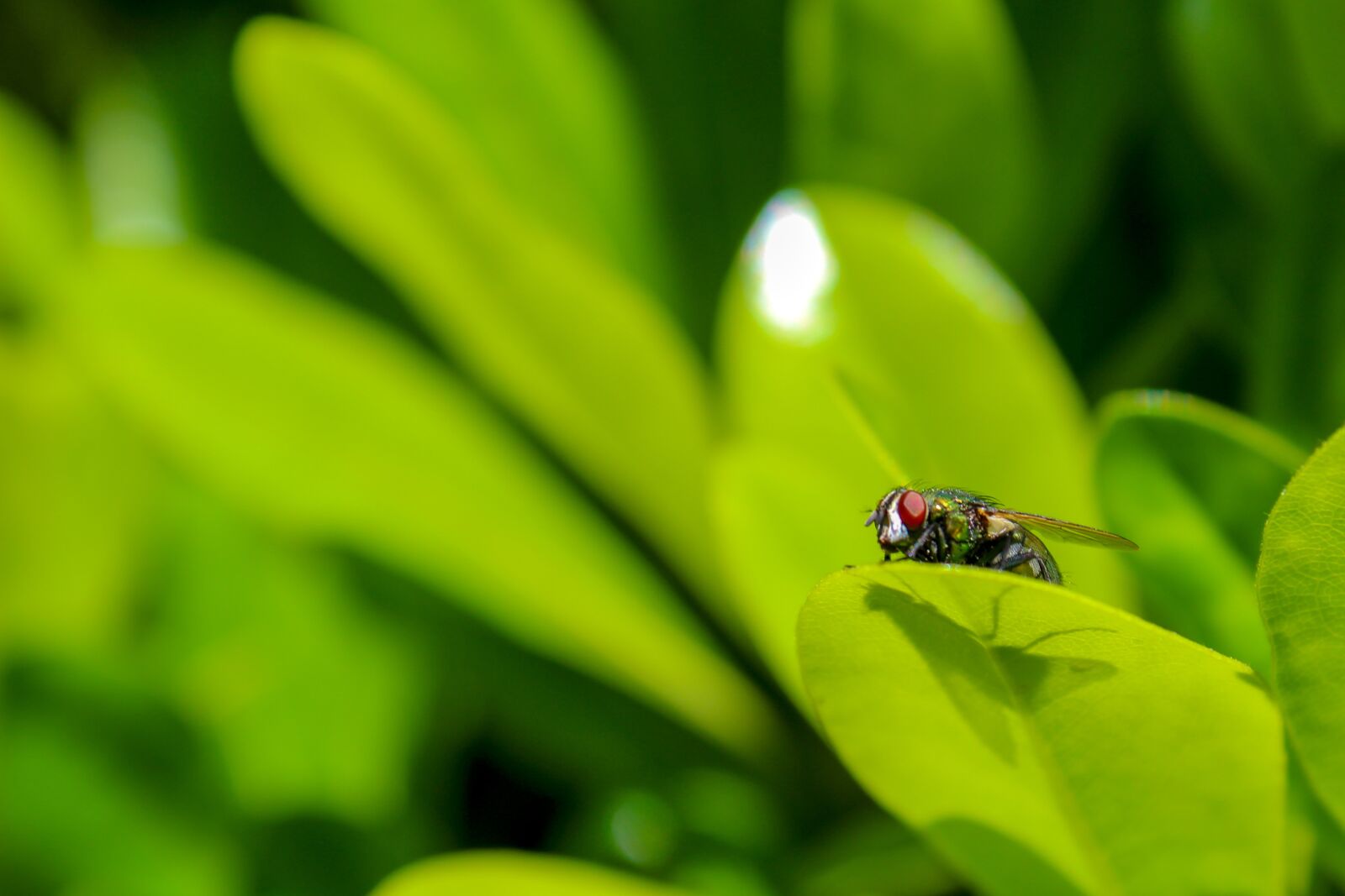 Canon EOS 1300D (EOS Rebel T6 / EOS Kiss X80) sample photo. Housefly, fly, insect photography