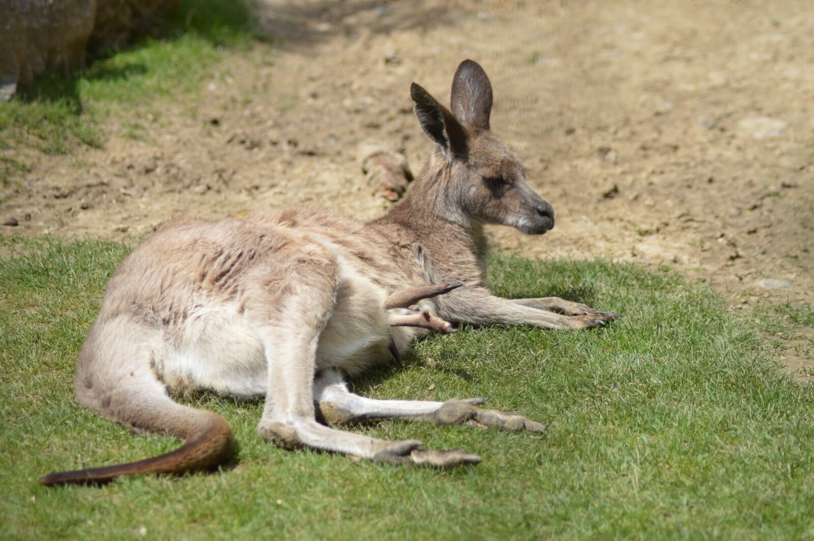 Nikon D3200 sample photo. Animal, wallaby, kangaroo photography