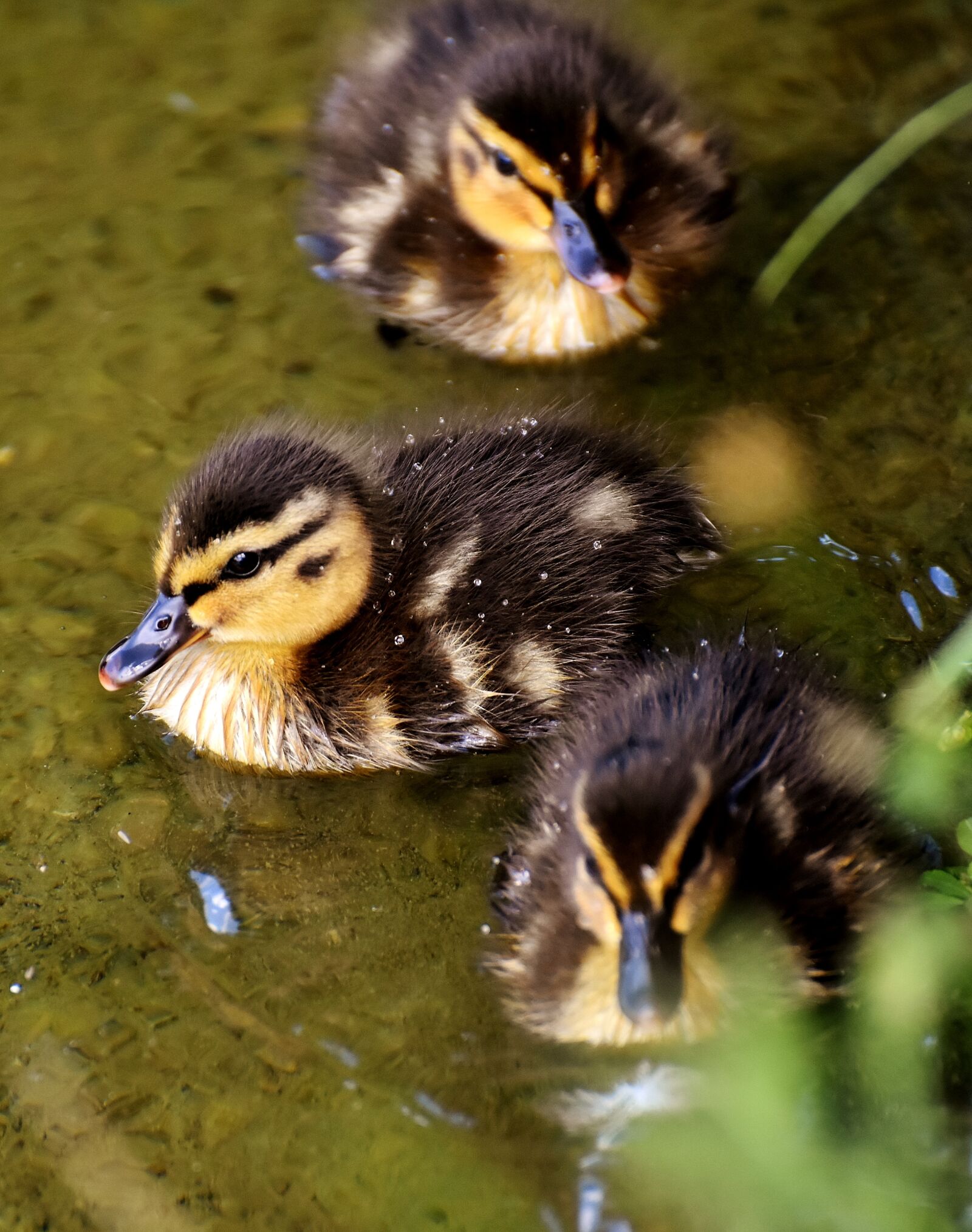 Nikon D7200 sample photo. Mallard, chicks, baby photography