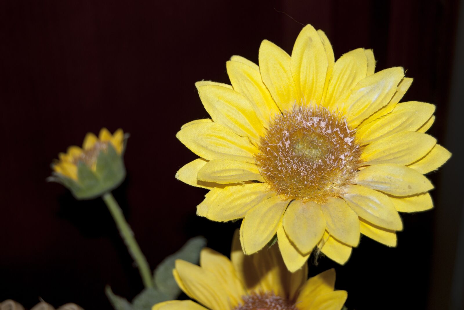 Nikon D60 sample photo. Sunflower, flower, flowers photography