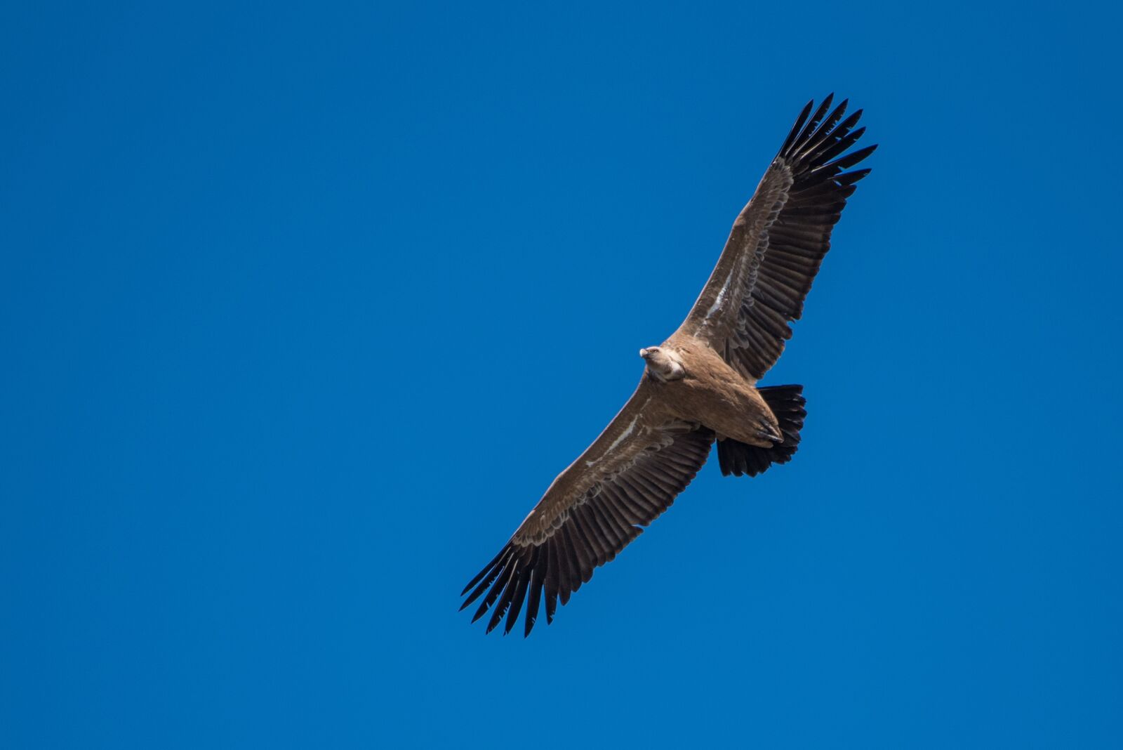 Nikon D750 sample photo. Raptors, griffon vulture, extremadura photography