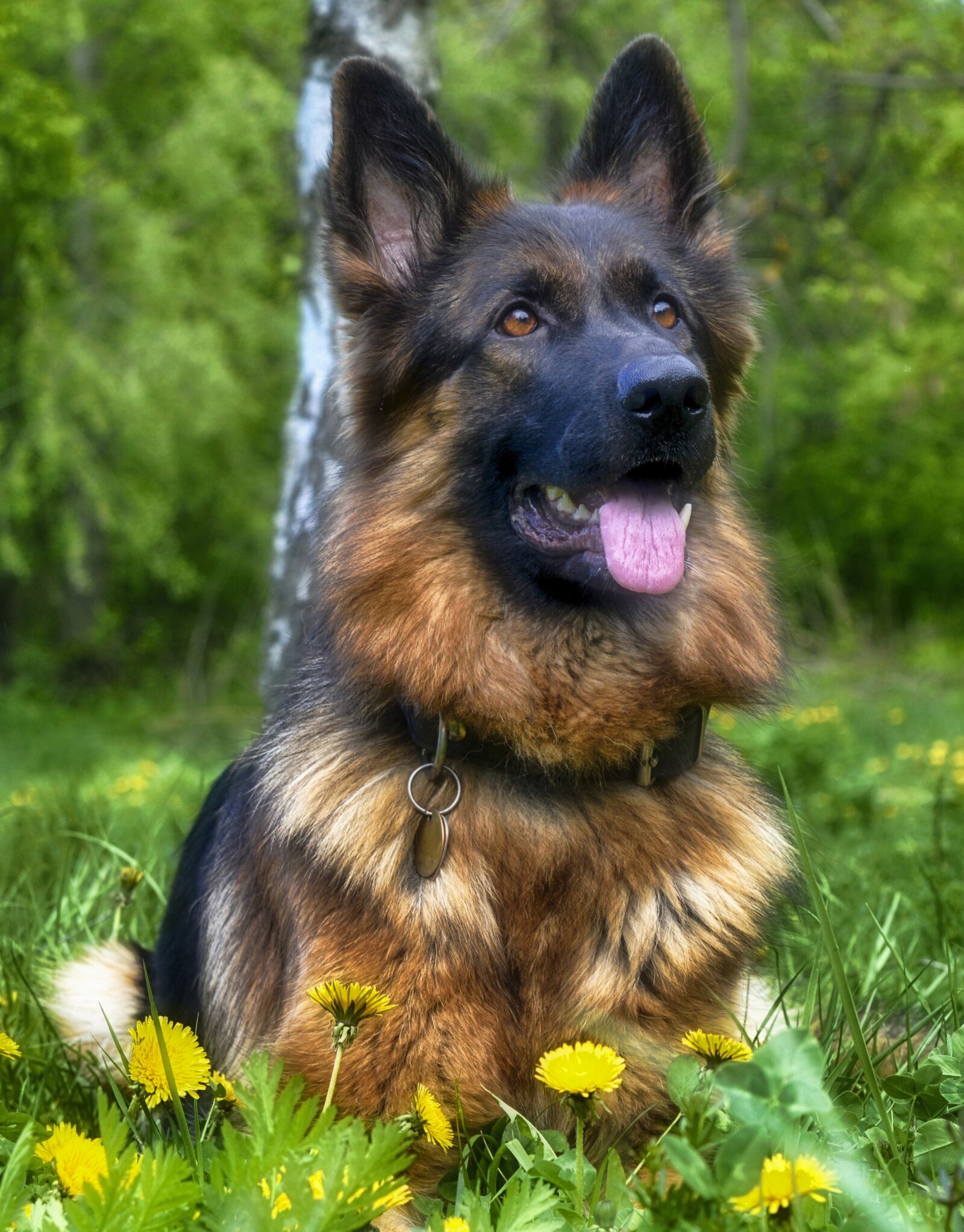 Nikon D3200 sample photo. Dog, zvierata, german ovciak photography