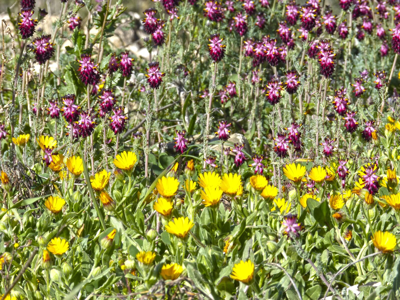 Panasonic DMC-FZ62 sample photo. Flowers, wild flowers, bloom photography