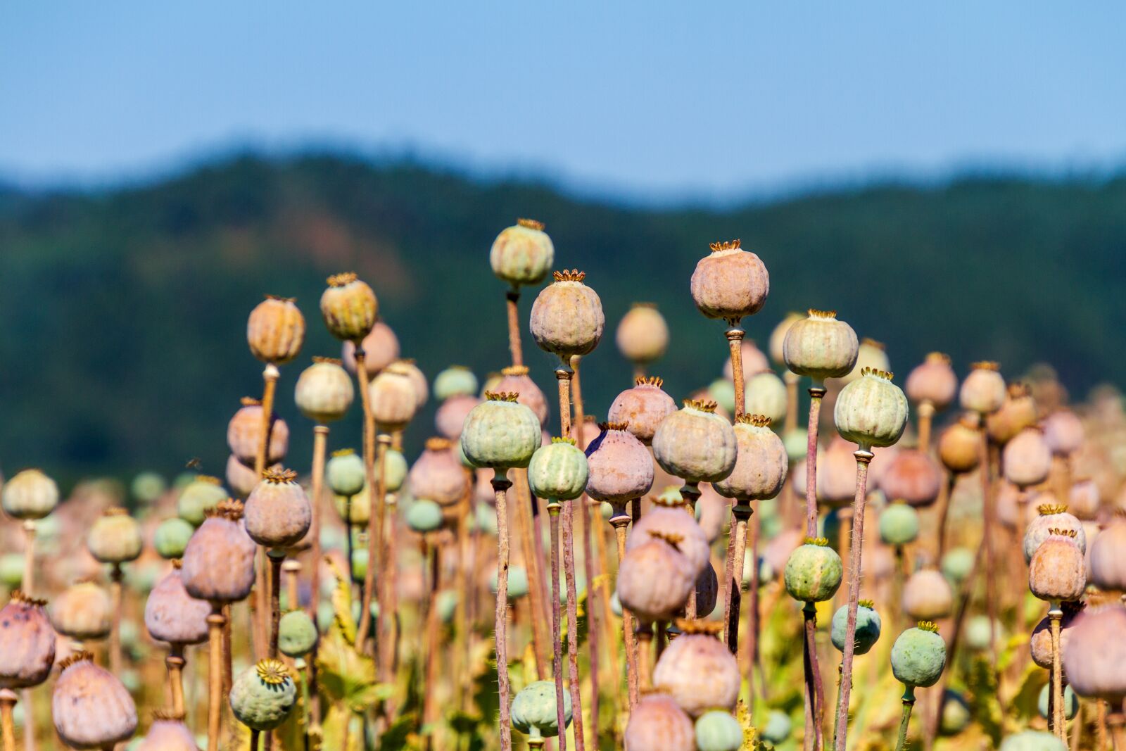 Canon EOS 7D sample photo. Poppy capsules, nature, poppy photography