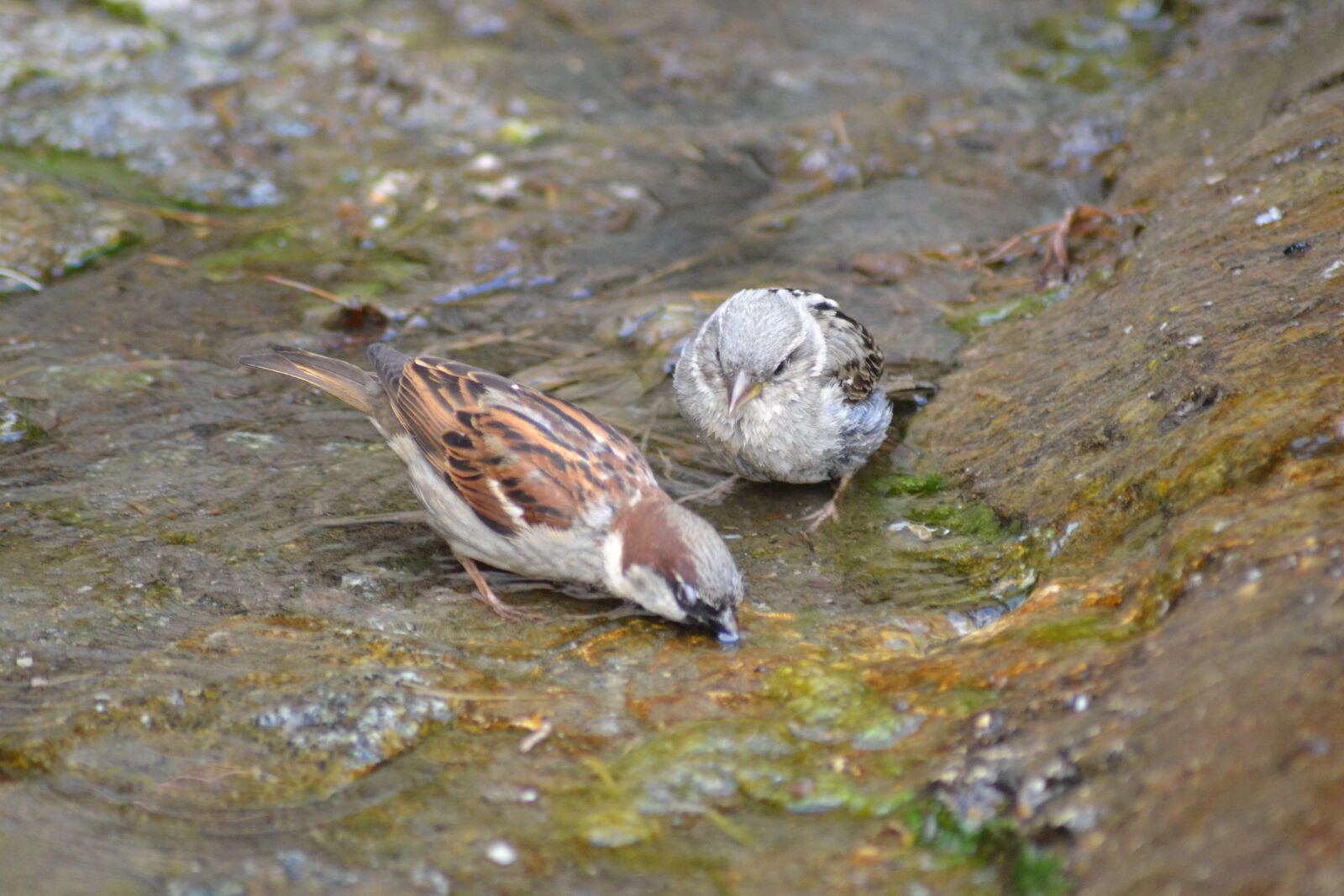 Nikon D3100 sample photo. Bird, couple, drinking, puddle photography