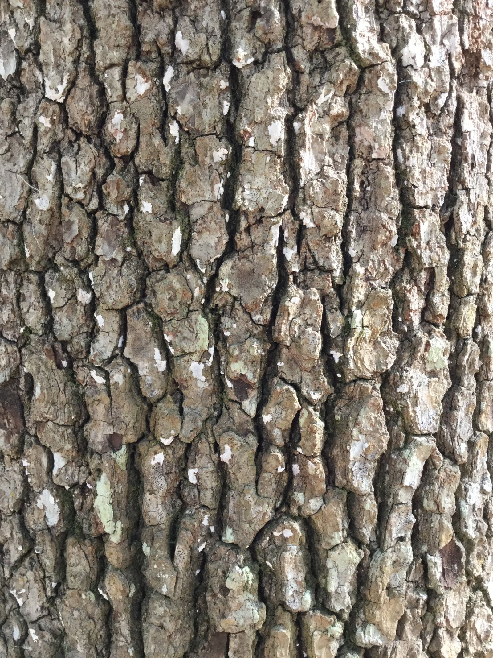 Apple iPad Air 2 sample photo. Tree bark, rough, background photography
