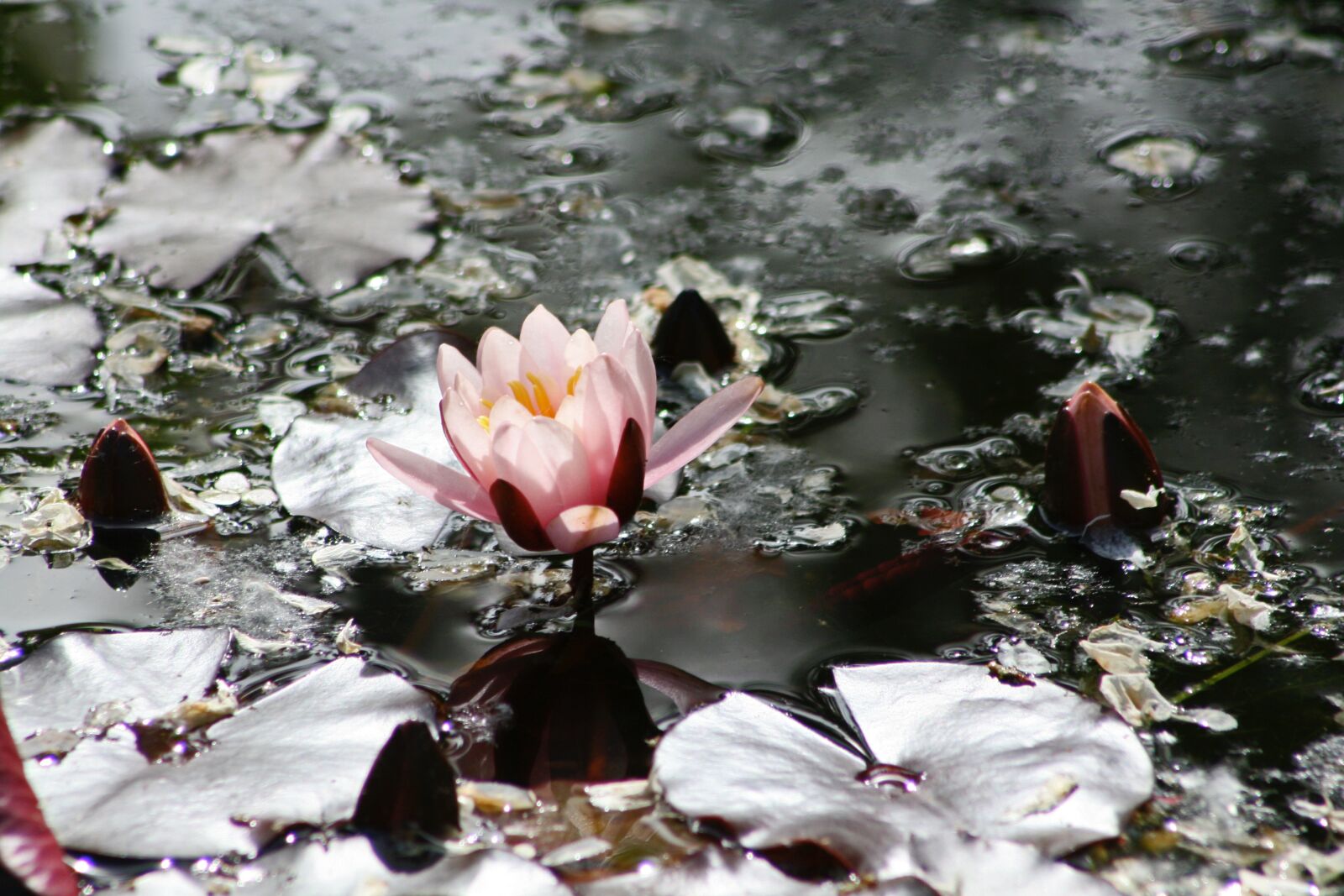 Canon EOS 400D (EOS Digital Rebel XTi / EOS Kiss Digital X) sample photo. Pink, water lily, lily photography
