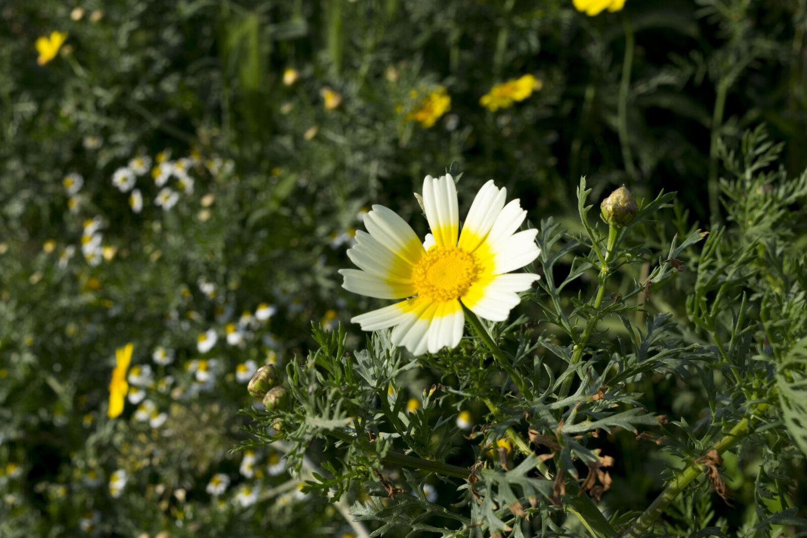 Nikon D5300 sample photo. Nature, flower, plant photography