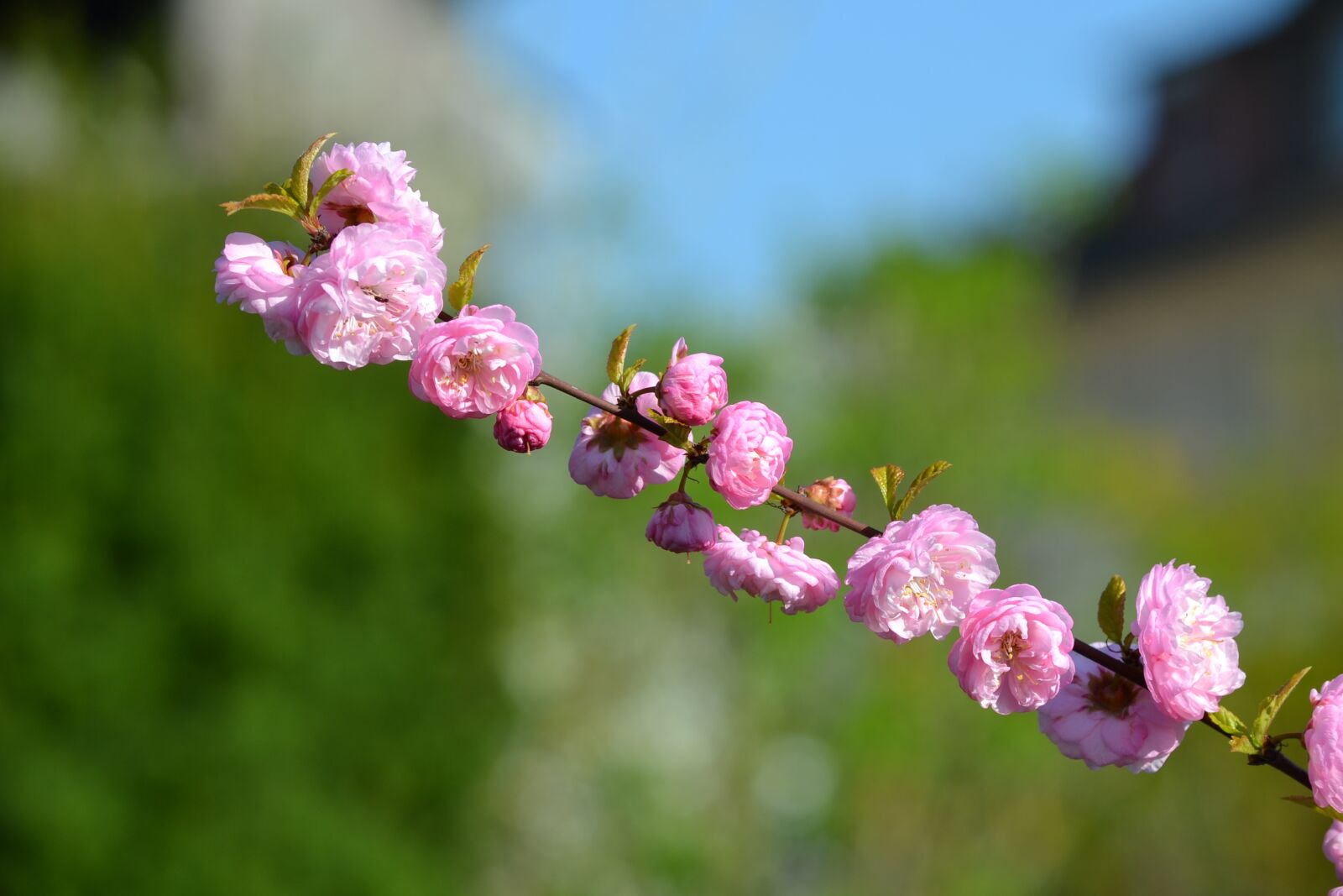 Nikon D3100 sample photo. Almond, blossom, bloom photography
