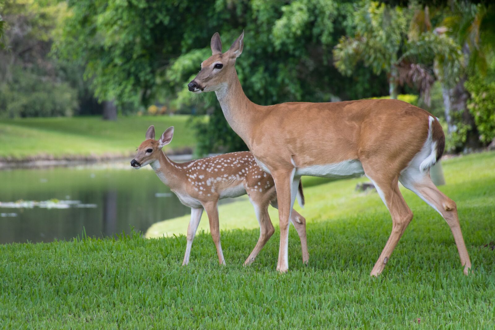 Nikon D7500 sample photo. Florida, deer, faun photography