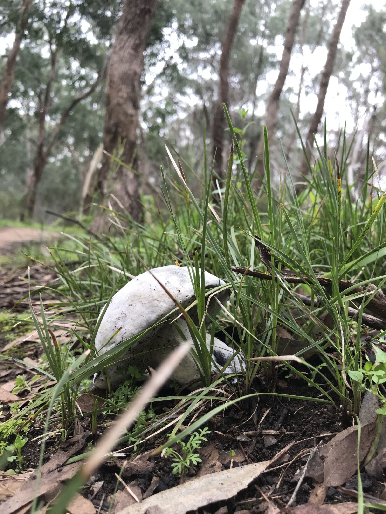 Apple iPhone 7 Plus sample photo. Mushroom, nature, grass photography