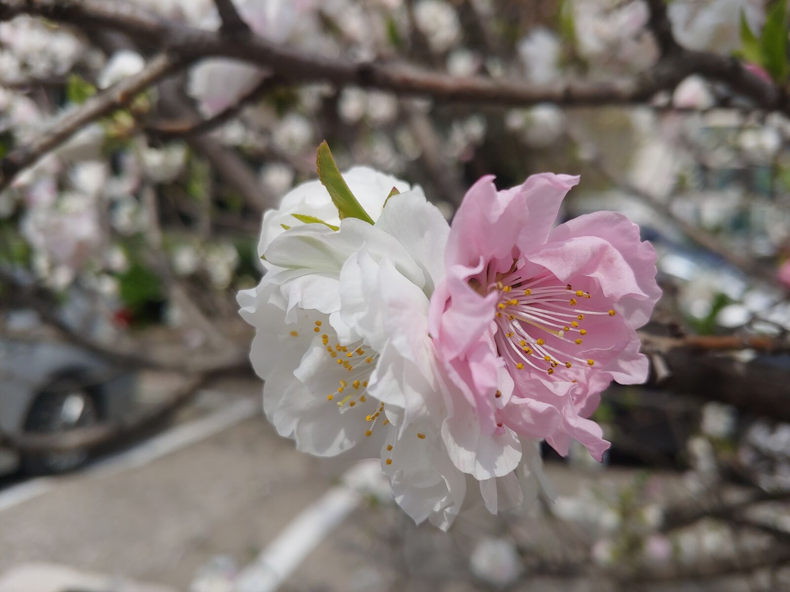 LG G7 THINQ sample photo. Peach blossom, copy flower photography