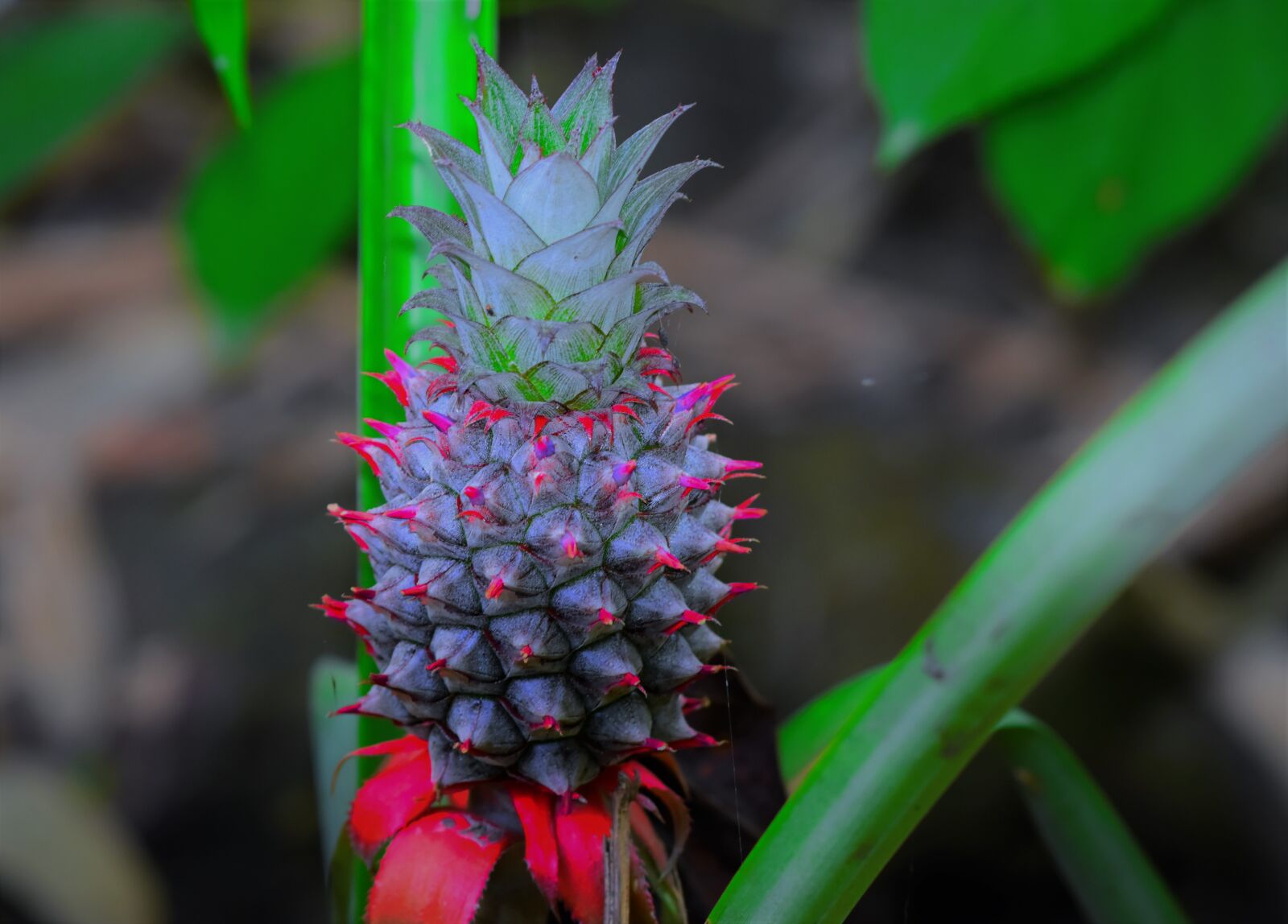 Nikon D5600 sample photo. Nature, flora, leaf photography