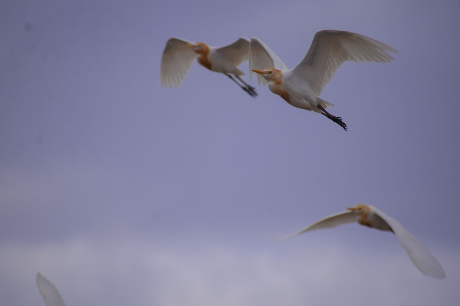 Nikon D5300 sample photo. Cranes, flying cranes, birds photography