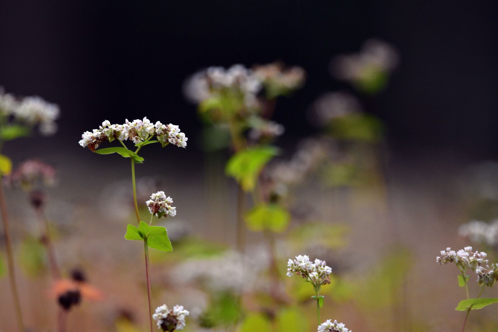 Nikon D3400 sample photo. Buckwheat, field, farmer photography