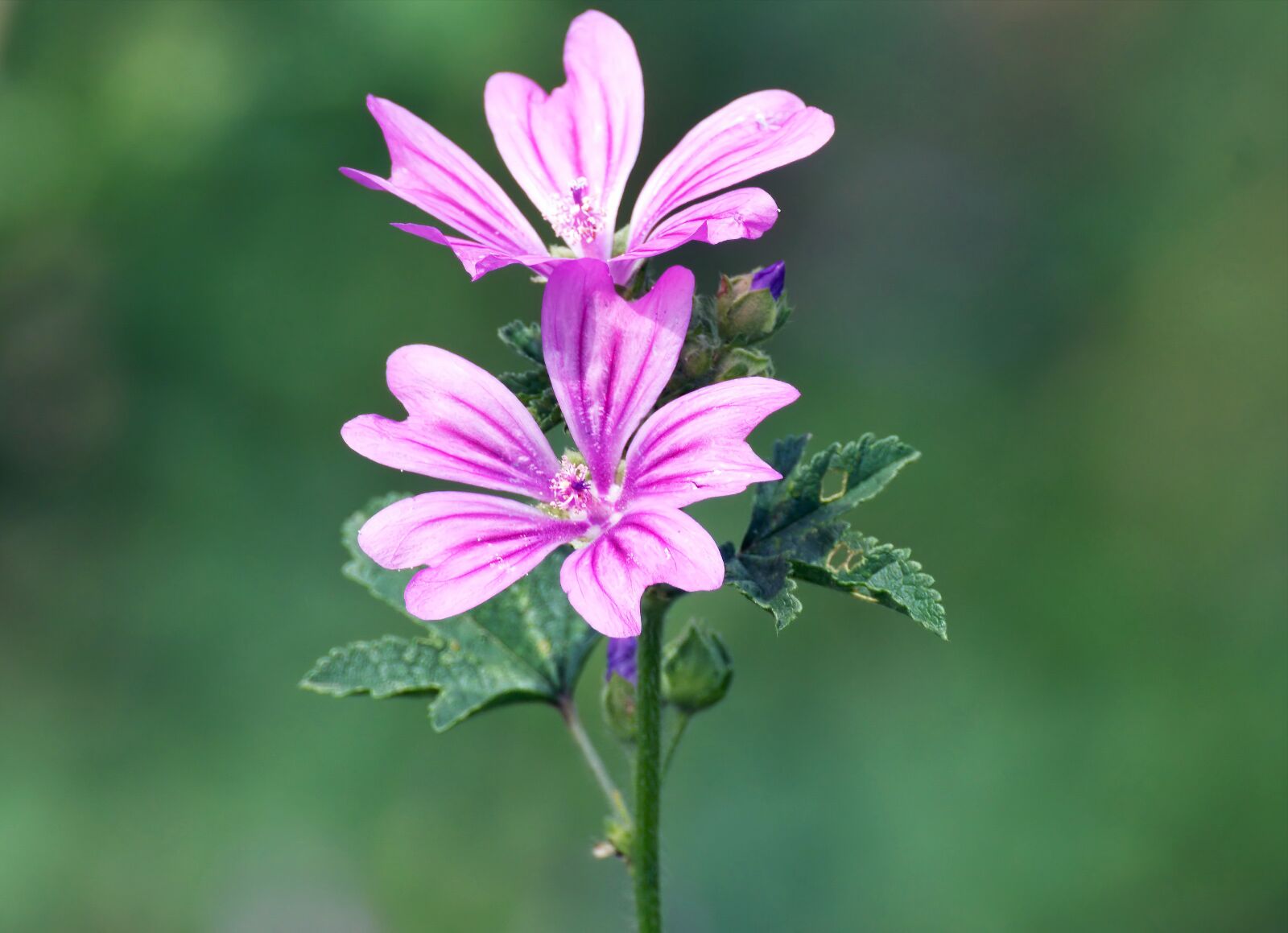 Nikon D5300 sample photo. Flowers, field, petals photography