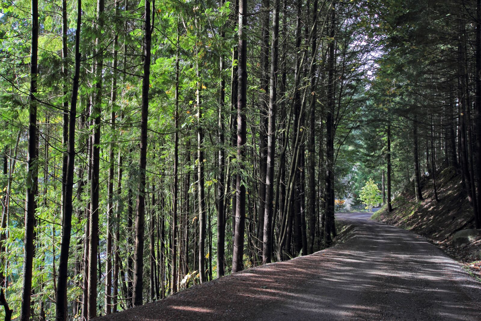 Canon EOS 60D sample photo. Trees, trail, nature photography