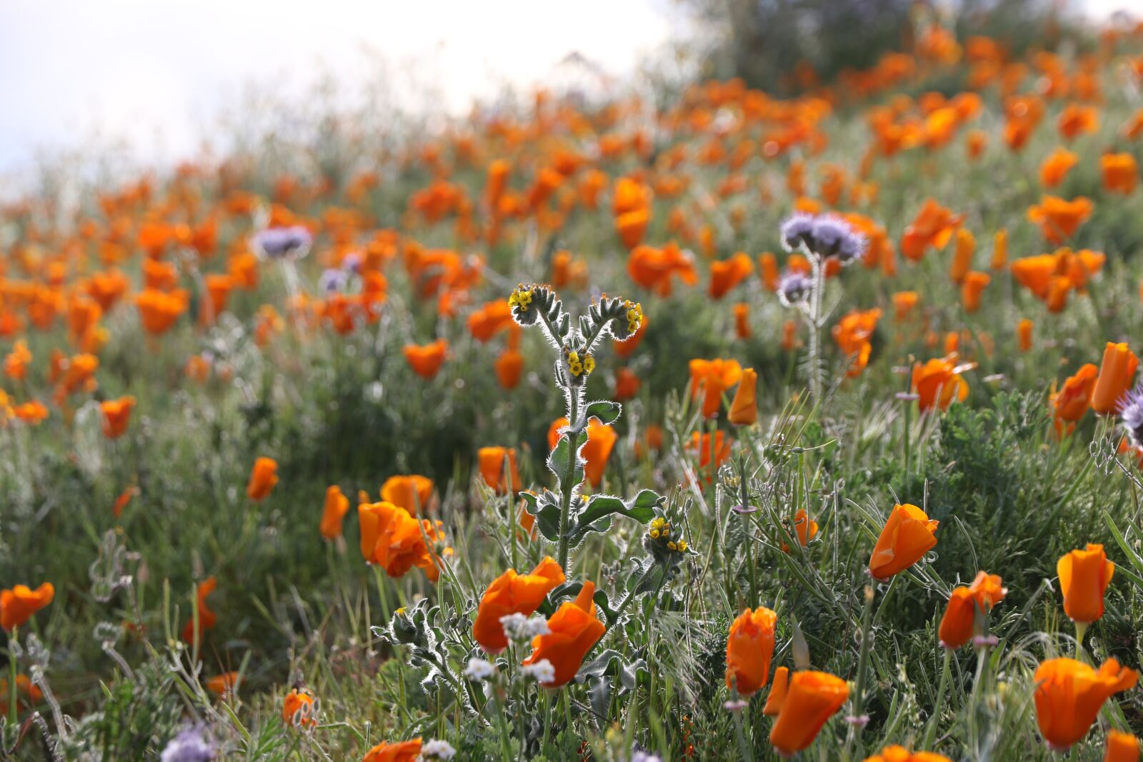 Canon EF-S 15-85mm F3.5-5.6 IS USM sample photo. Flowers, poppies, orange photography