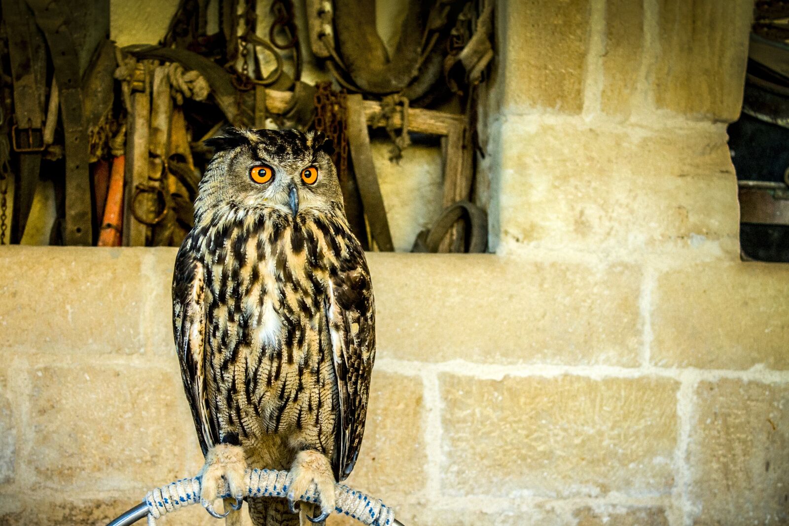 Canon EOS 1100D (EOS Rebel T3 / EOS Kiss X50) sample photo. Owl, raptor, feathers photography