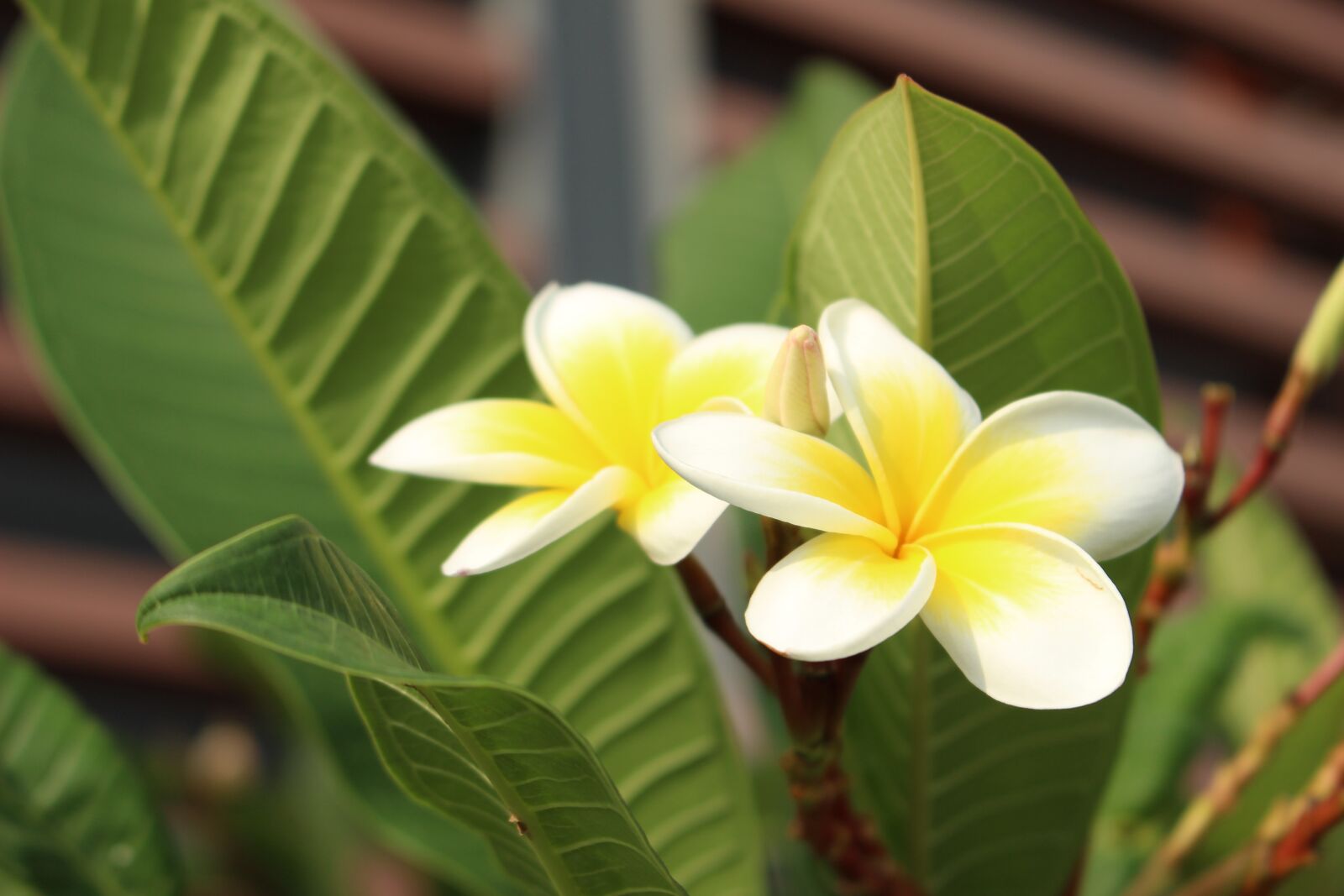 Canon EOS 100D (EOS Rebel SL1 / EOS Kiss X7) sample photo. Flowers, yellow, green photography