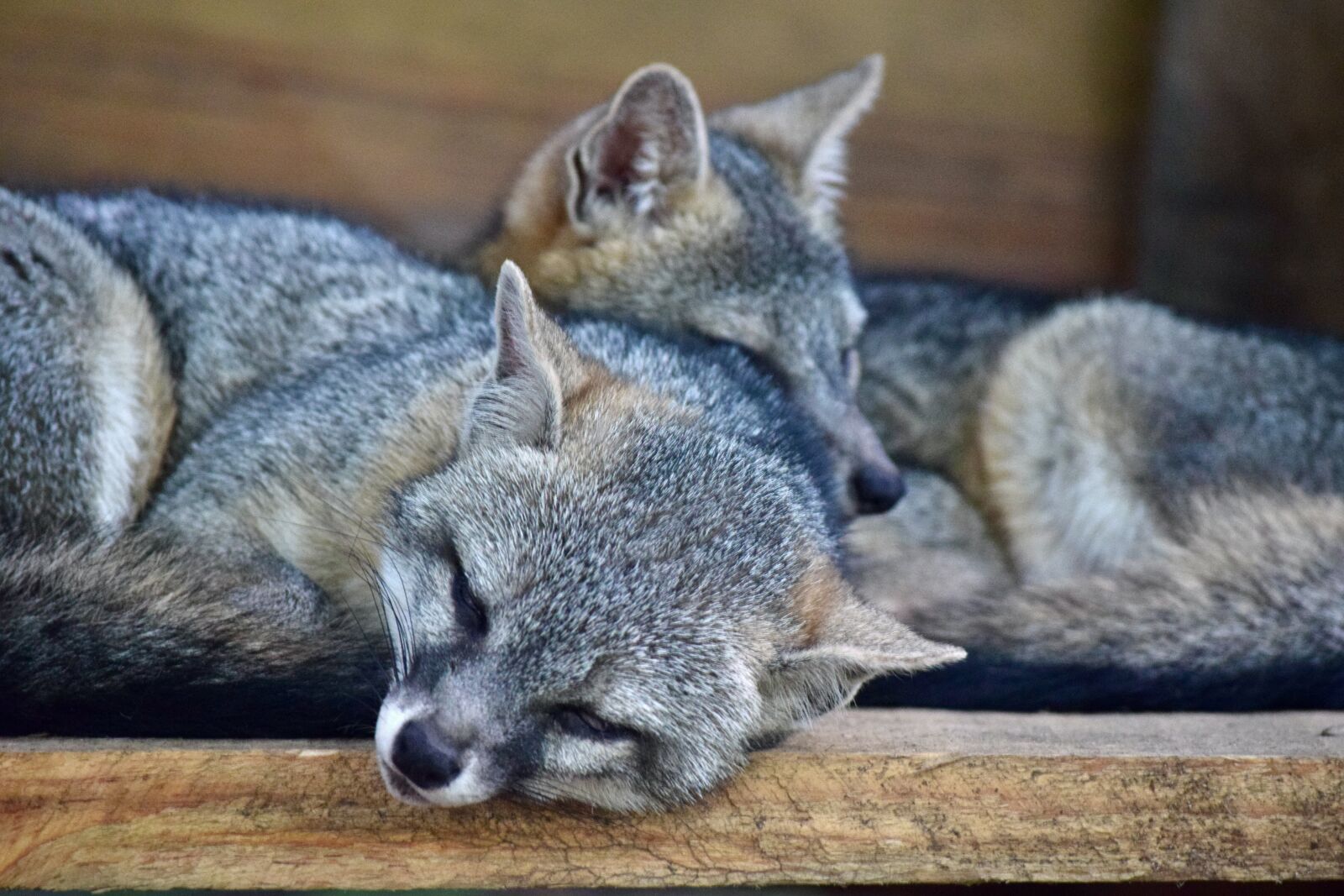 Nikon D3300 sample photo. Mapache, natural, raccoon photography