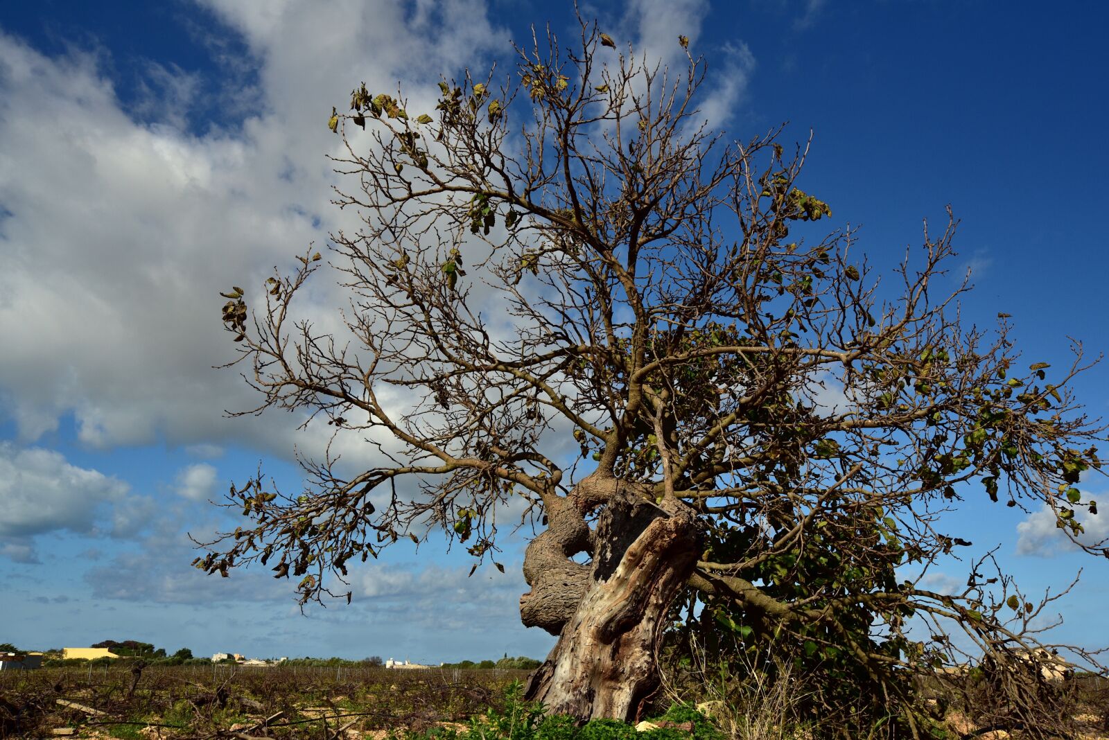 Nikon D750 sample photo. Tree, kahl, mulberry tree photography