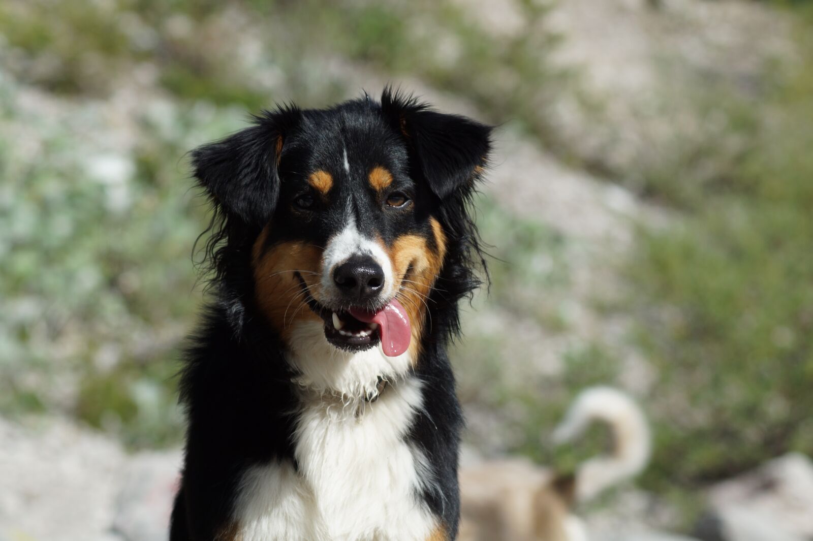 Sony SLT-A58 sample photo. Dog, hybrid, sweet photography