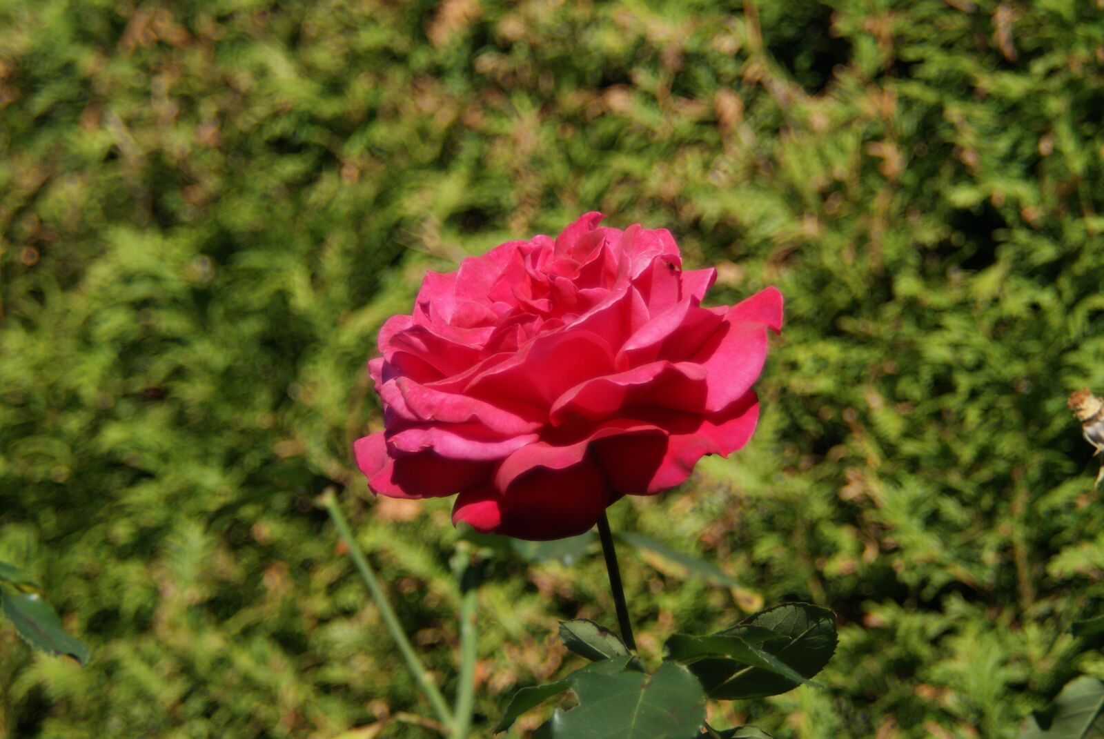 Sony Alpha DSLR-A200 sample photo. Rose, blossom, bloom photography