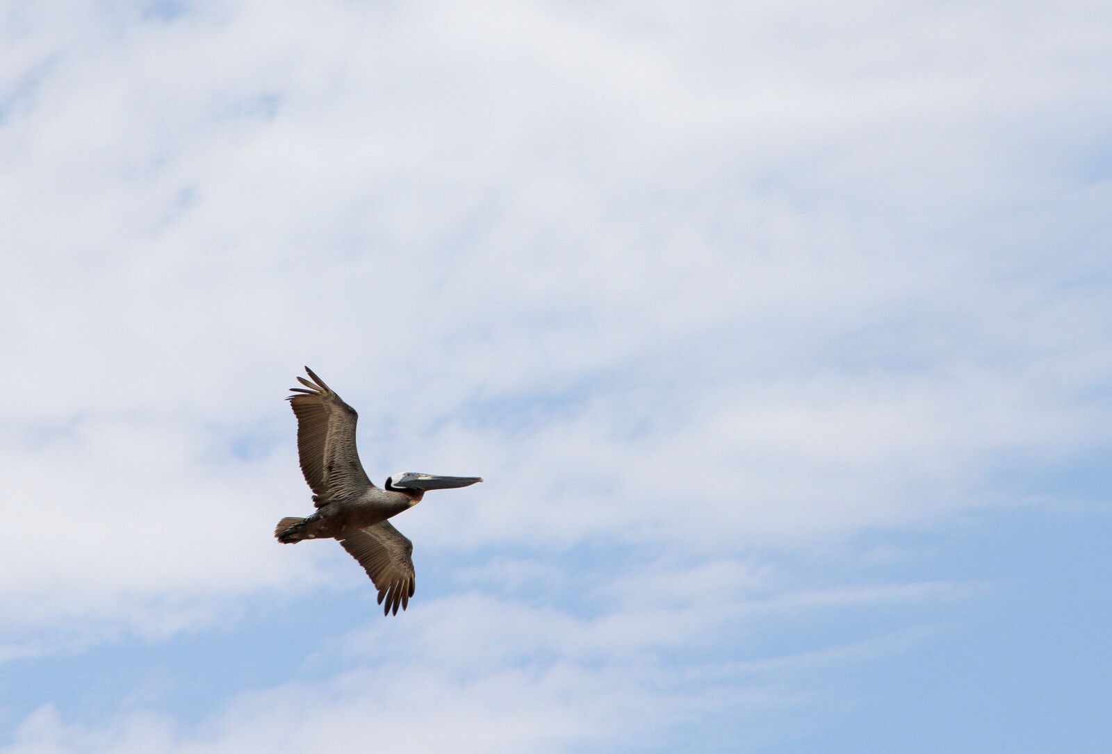 Canon EOS 7D sample photo. Pelican, bird, flying photography
