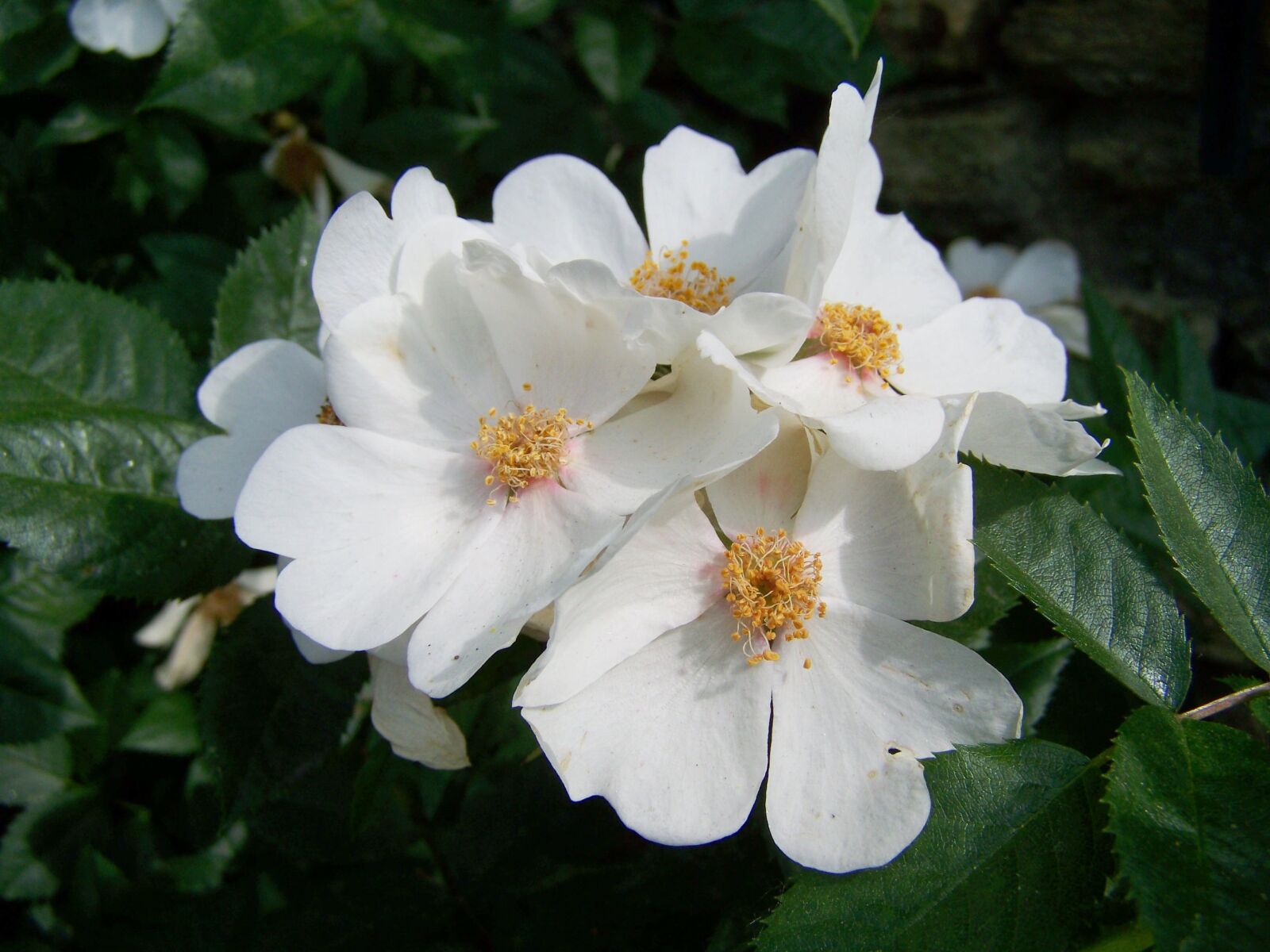 Kodak EASYSHARE ZD710 ZOOM DIGITAL CAMERA sample photo. Rose, white flower, garden photography