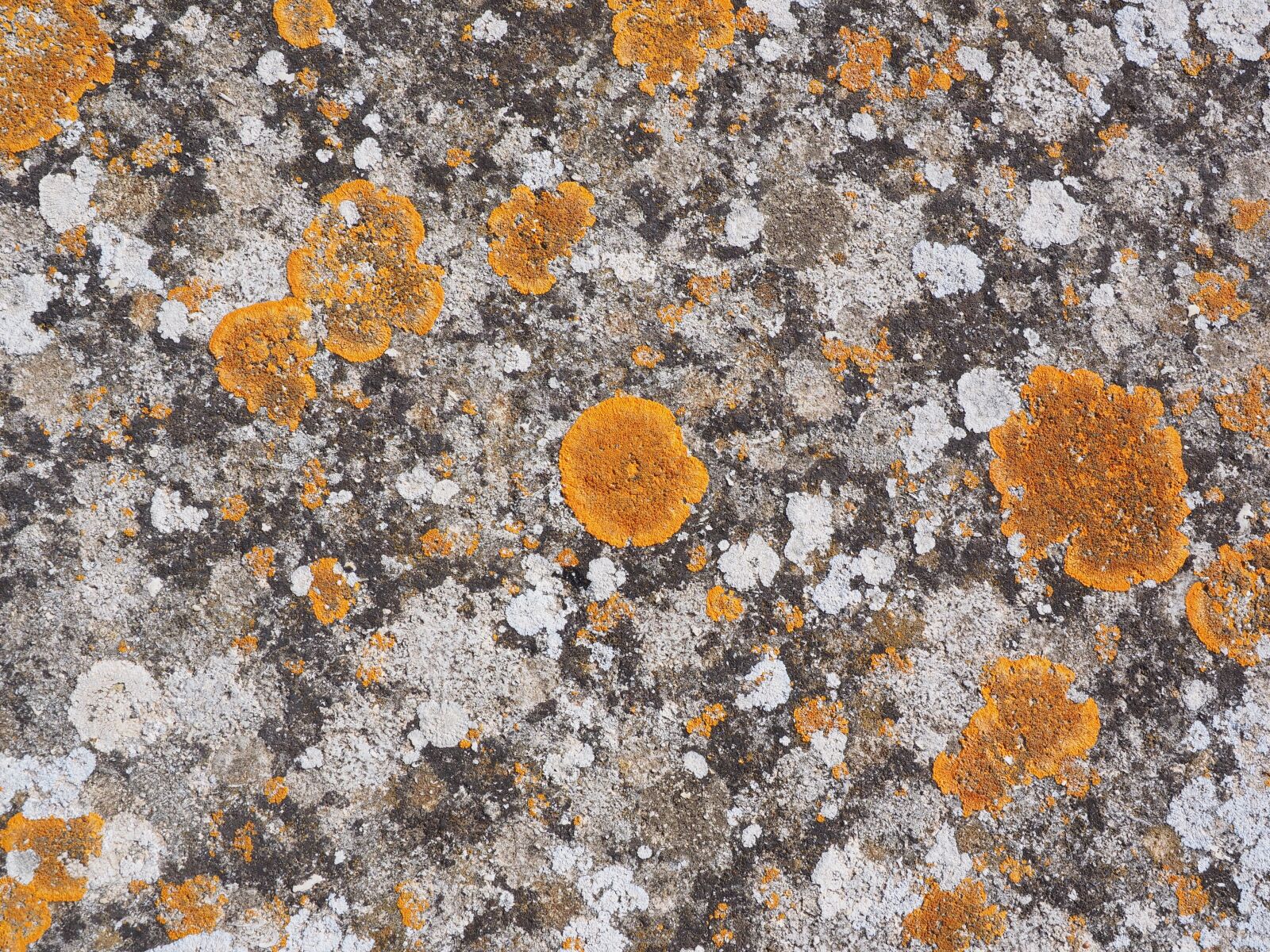Olympus OM-D E-M1 + Olympus M.Zuiko Digital ED 12-40mm F2.8 Pro sample photo. Stone, weave, orange photography