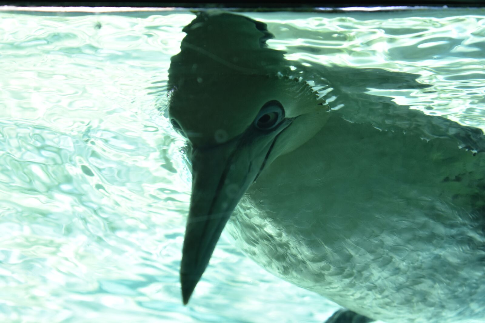 Nikon D3400 sample photo. Animal, water, zoo photography