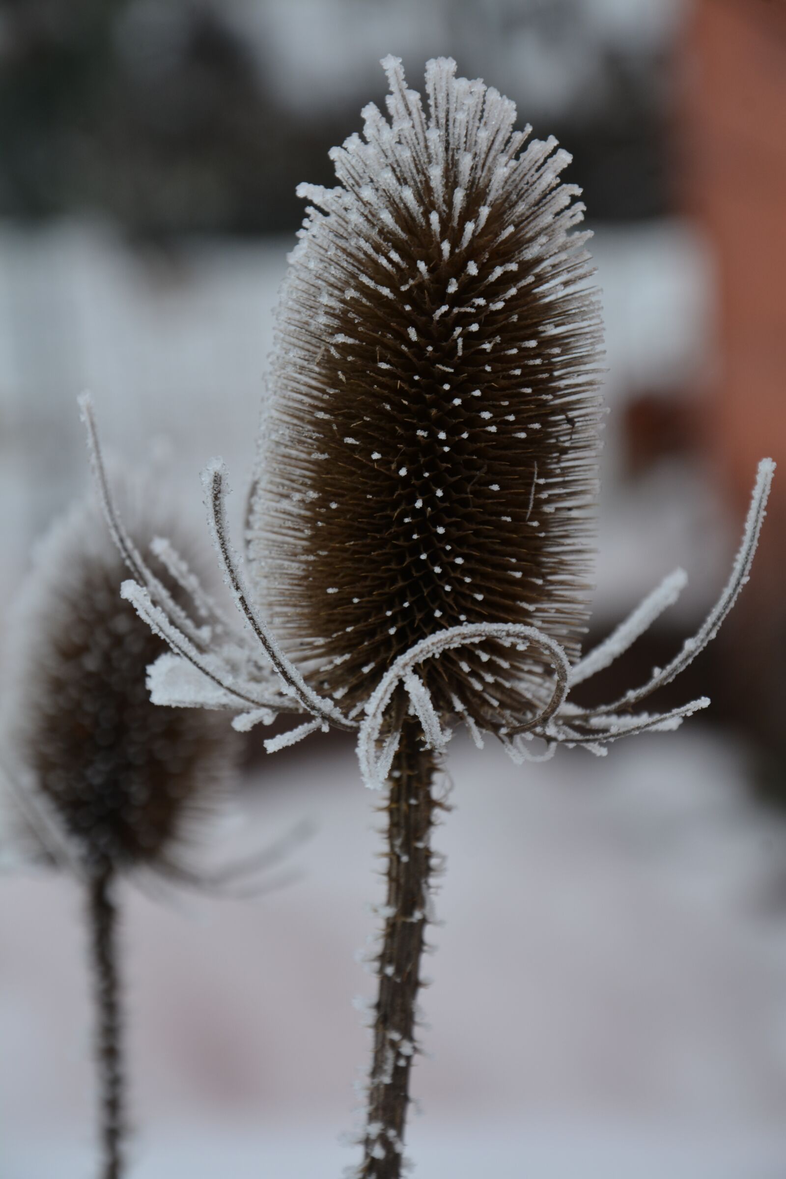 Nikon D7100 sample photo. Thistle, frost, winter photography