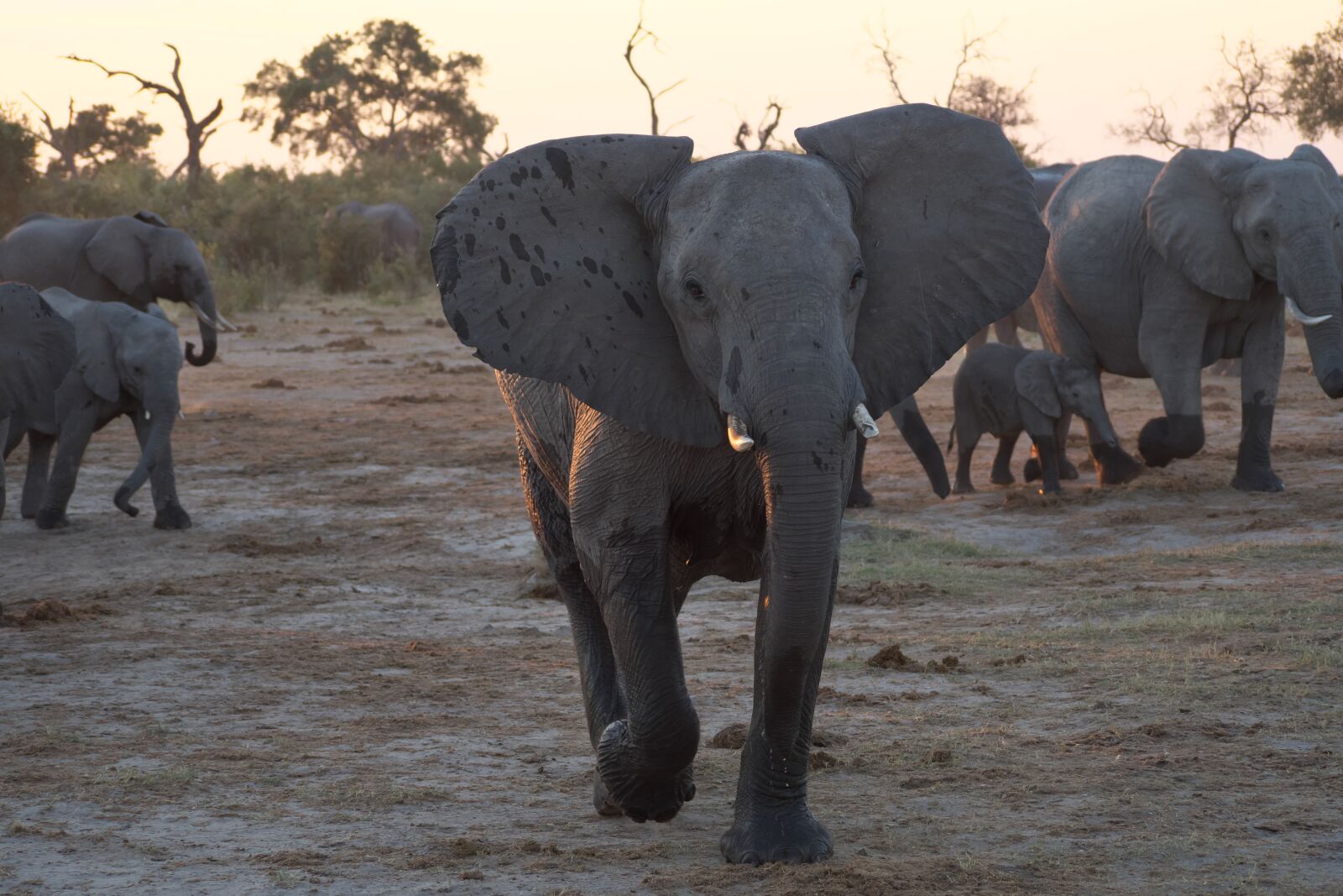 Panasonic Lumix DC-G9 sample photo. Elephant, animals, africa photography