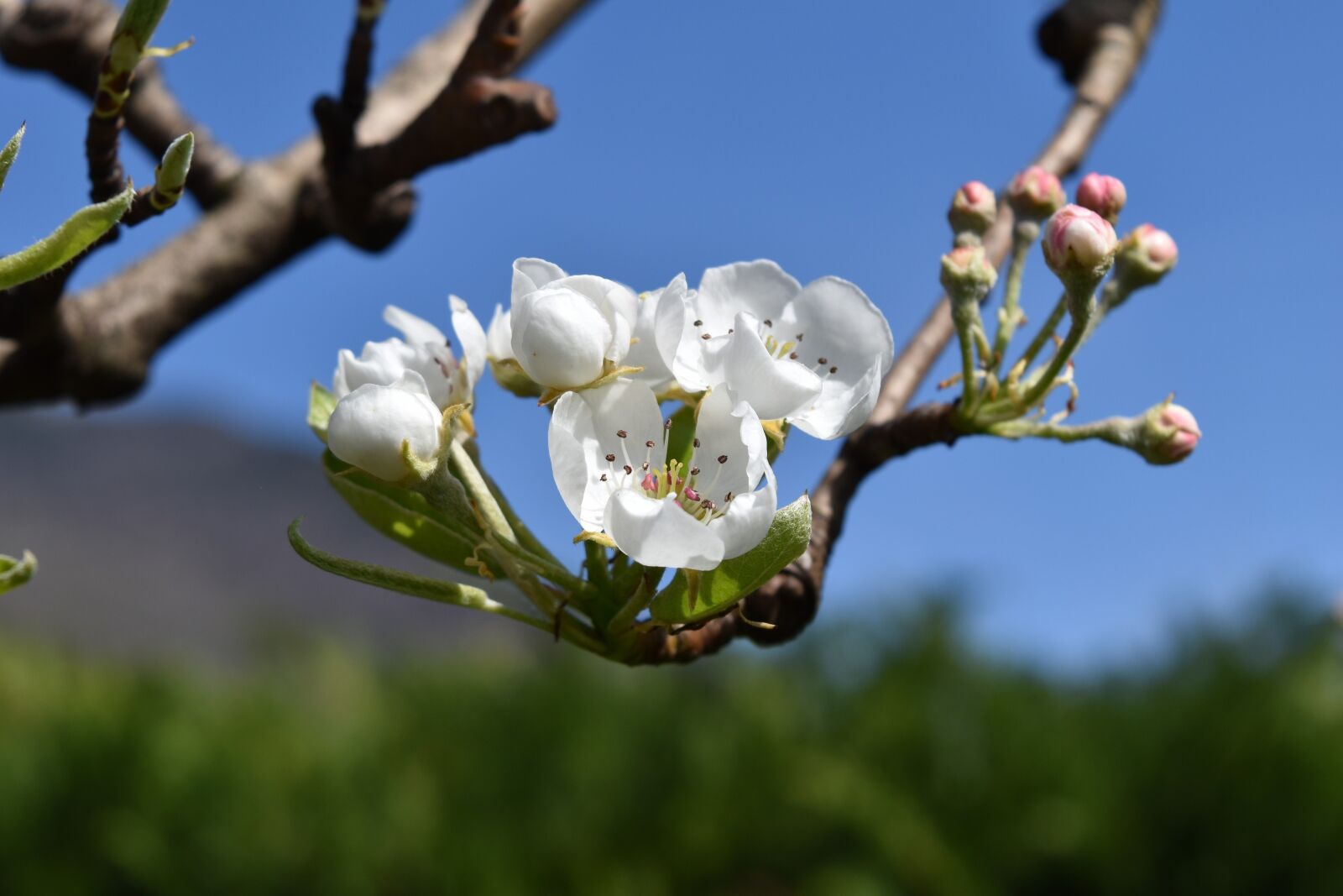 Nikon D5500 sample photo. However, flower, pera photography