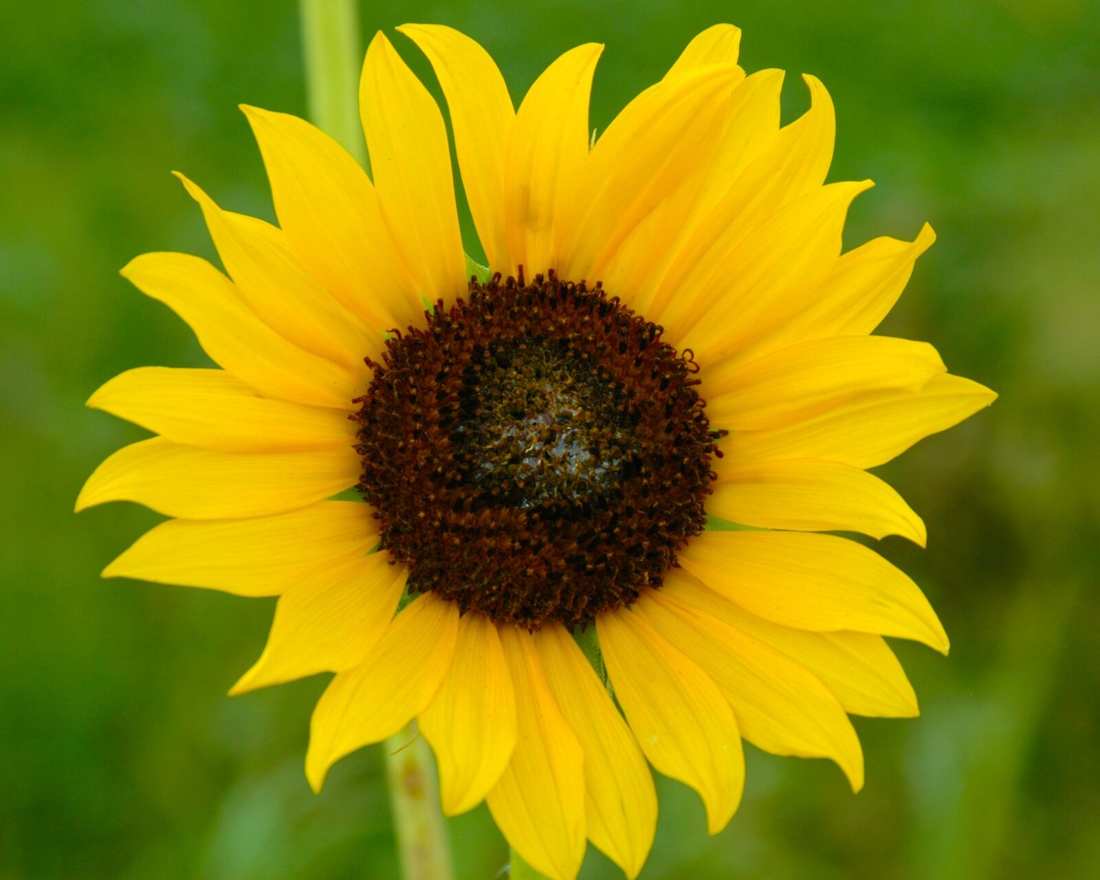 Nikon D70 sample photo. Sunflower, nature, green photography