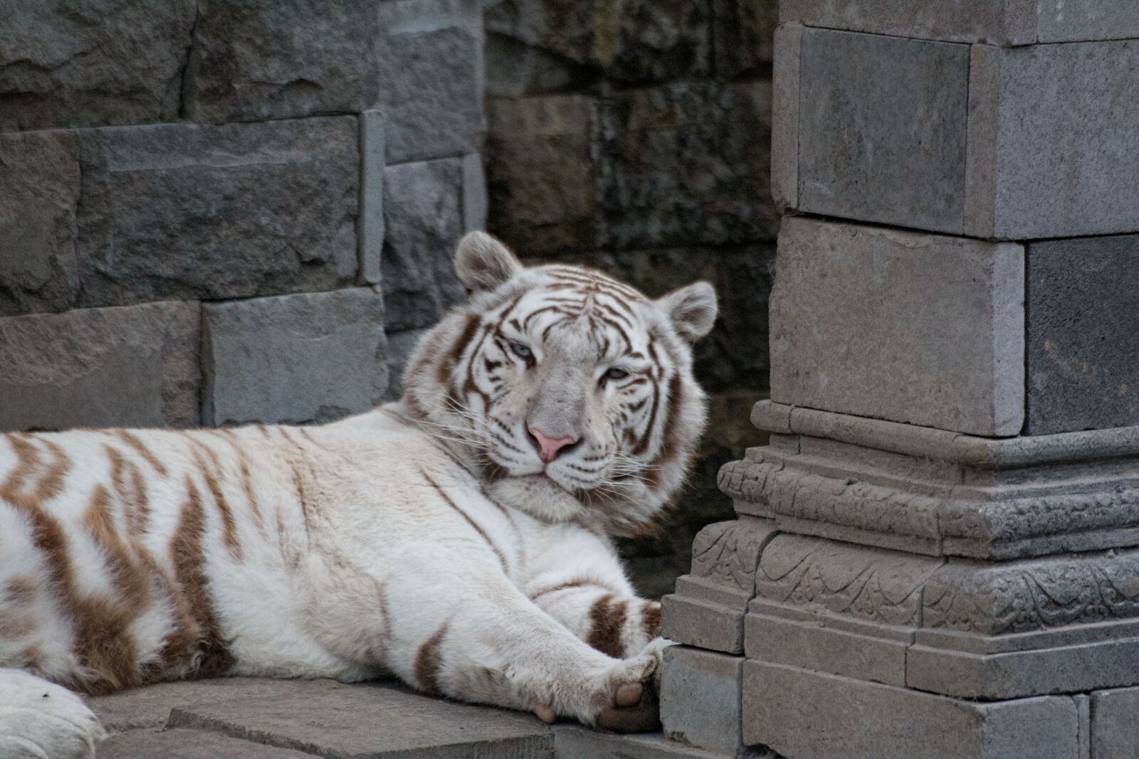 Canon EOS 70D sample photo. White tiger, feline, mammal photography