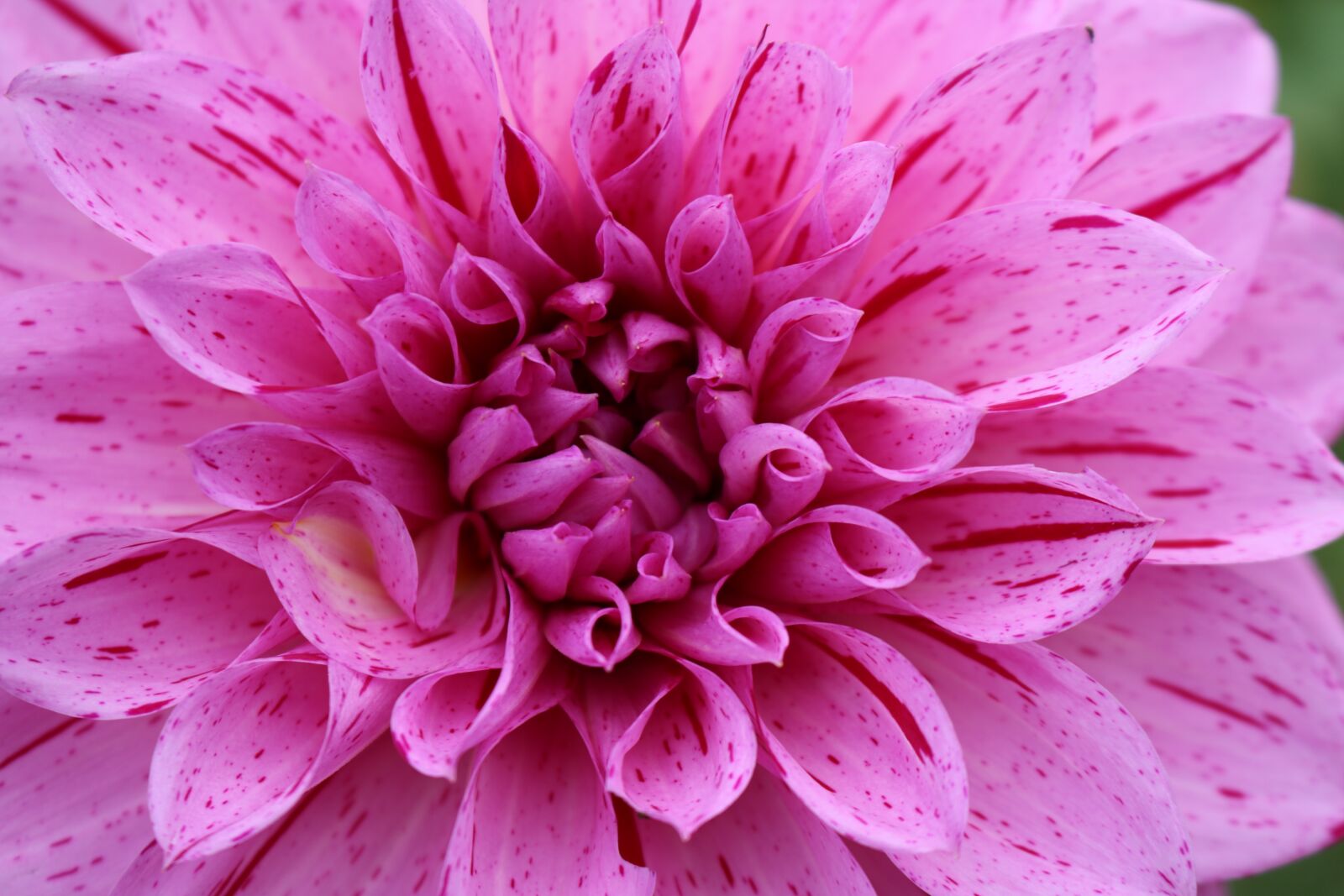 Canon EOS 750D (EOS Rebel T6i / EOS Kiss X8i) sample photo. Dahlia, pink, flower photography