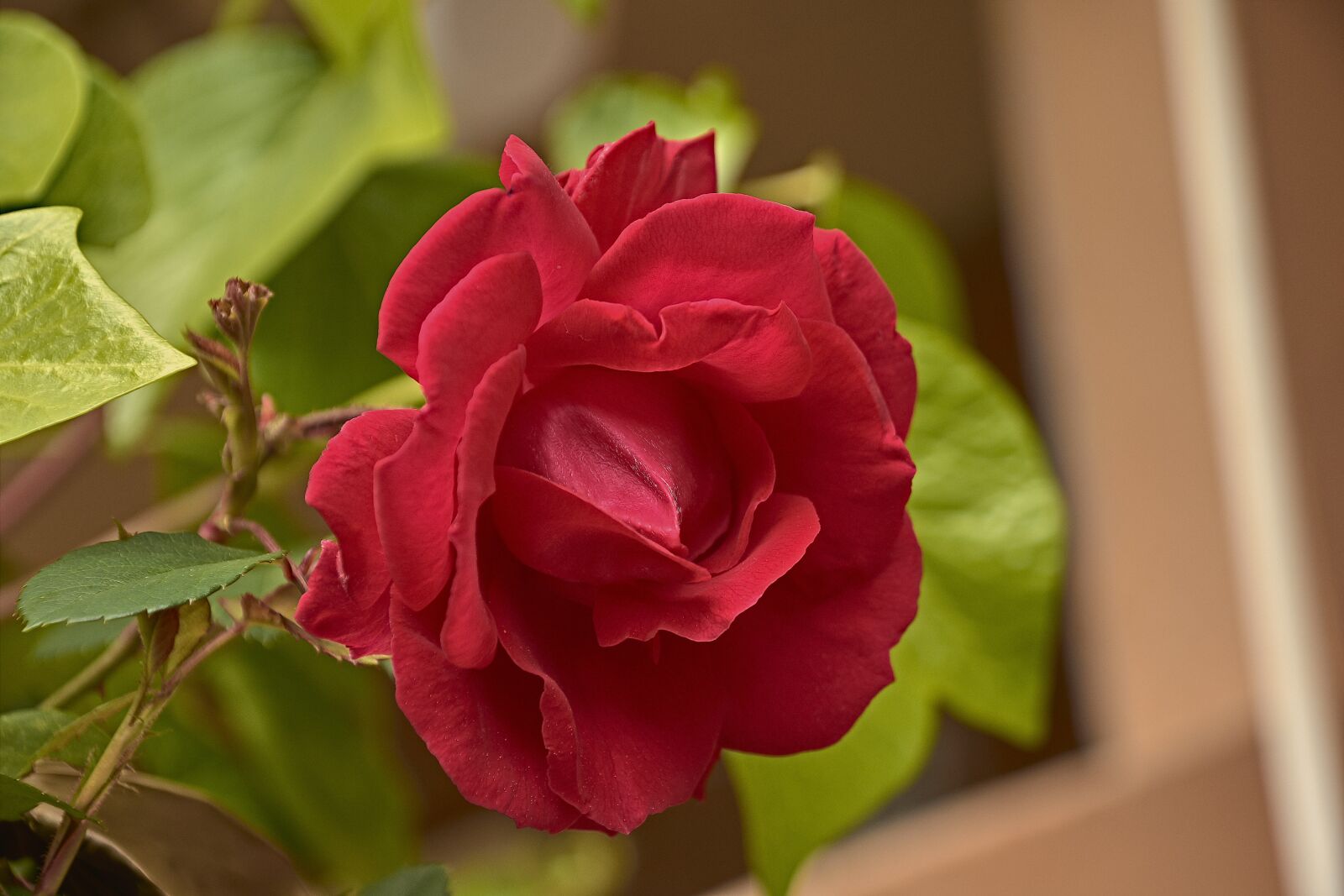 Nikon D7200 sample photo. Rosa, garden, roses photography