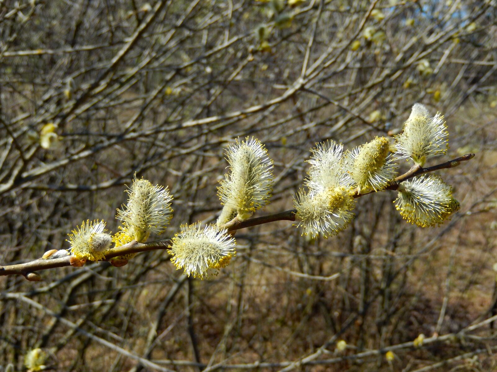 Nikon Coolpix S9500 sample photo. Willow catkin, salix, spring photography